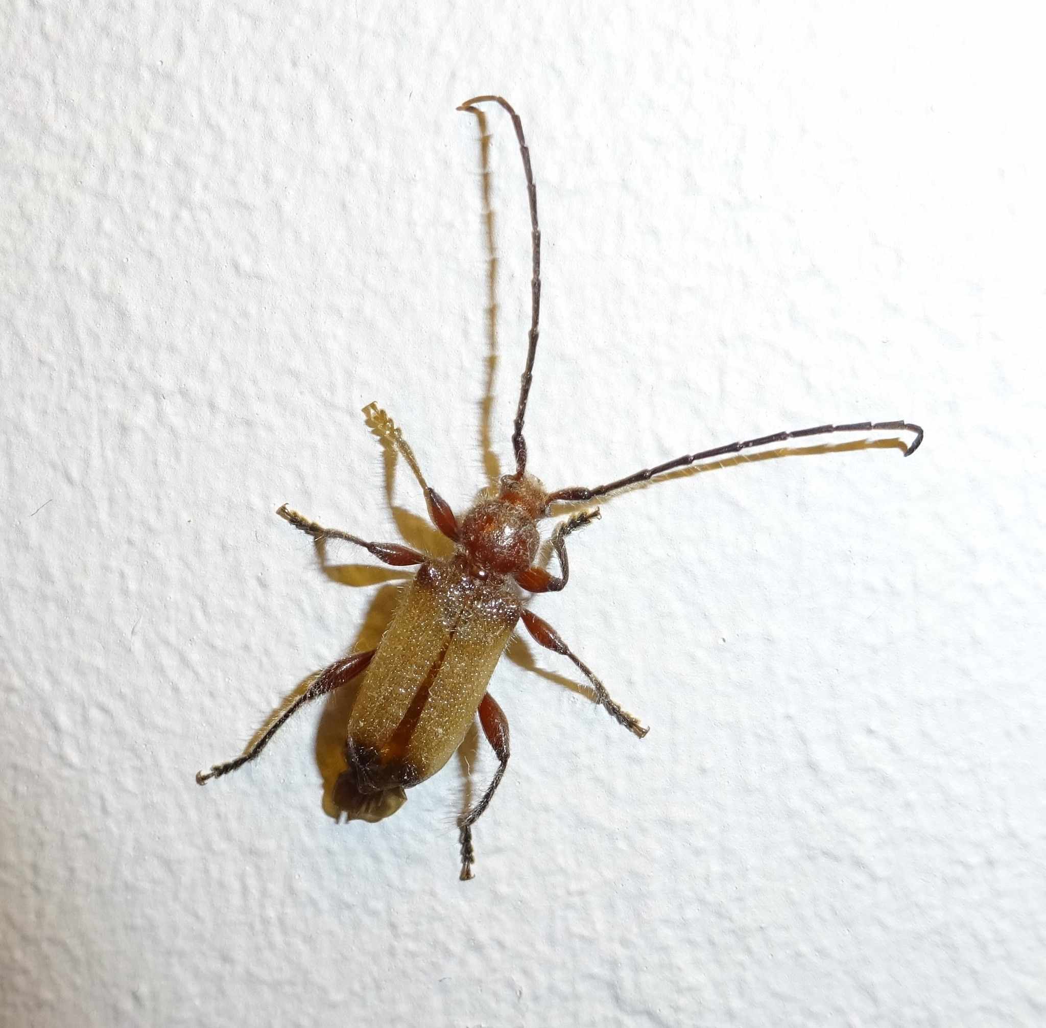 Callidiellum villosulum
