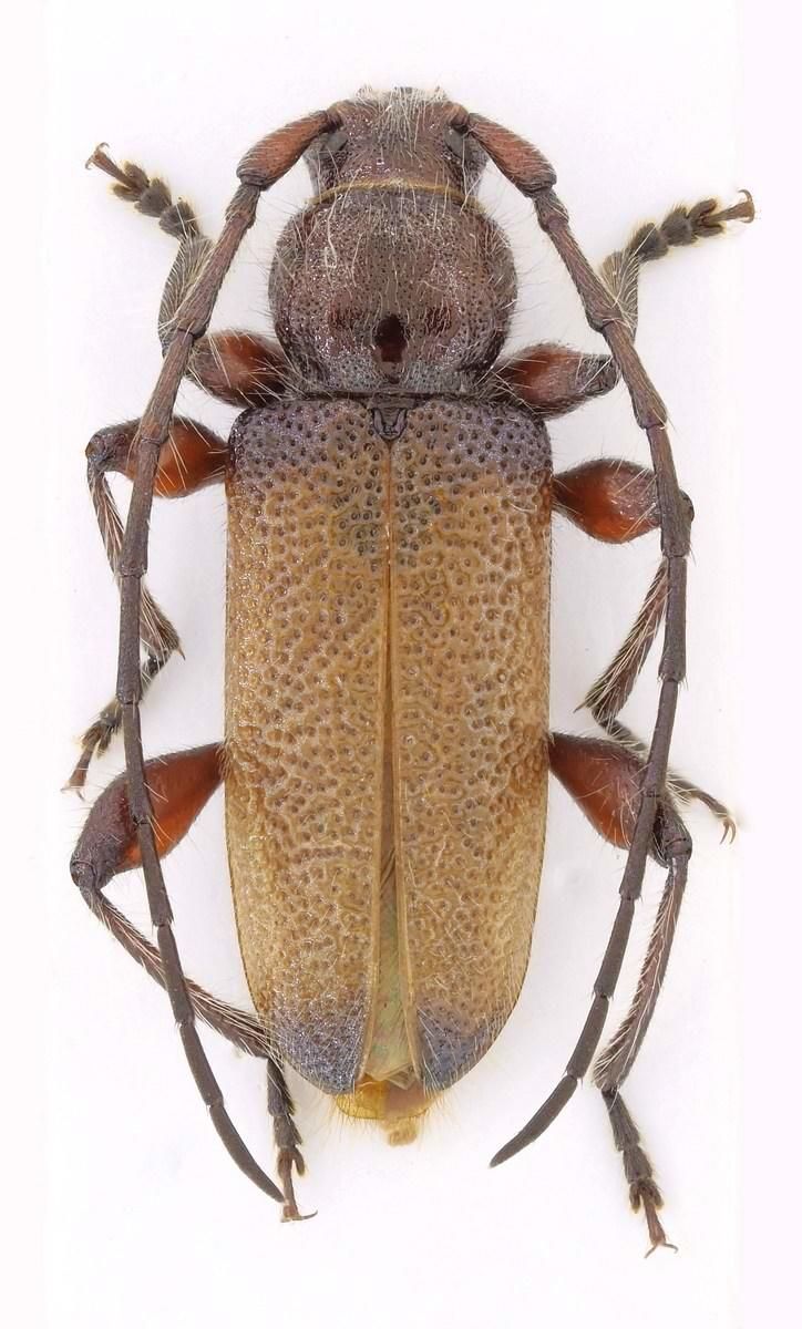 Callidiellum villosulum
