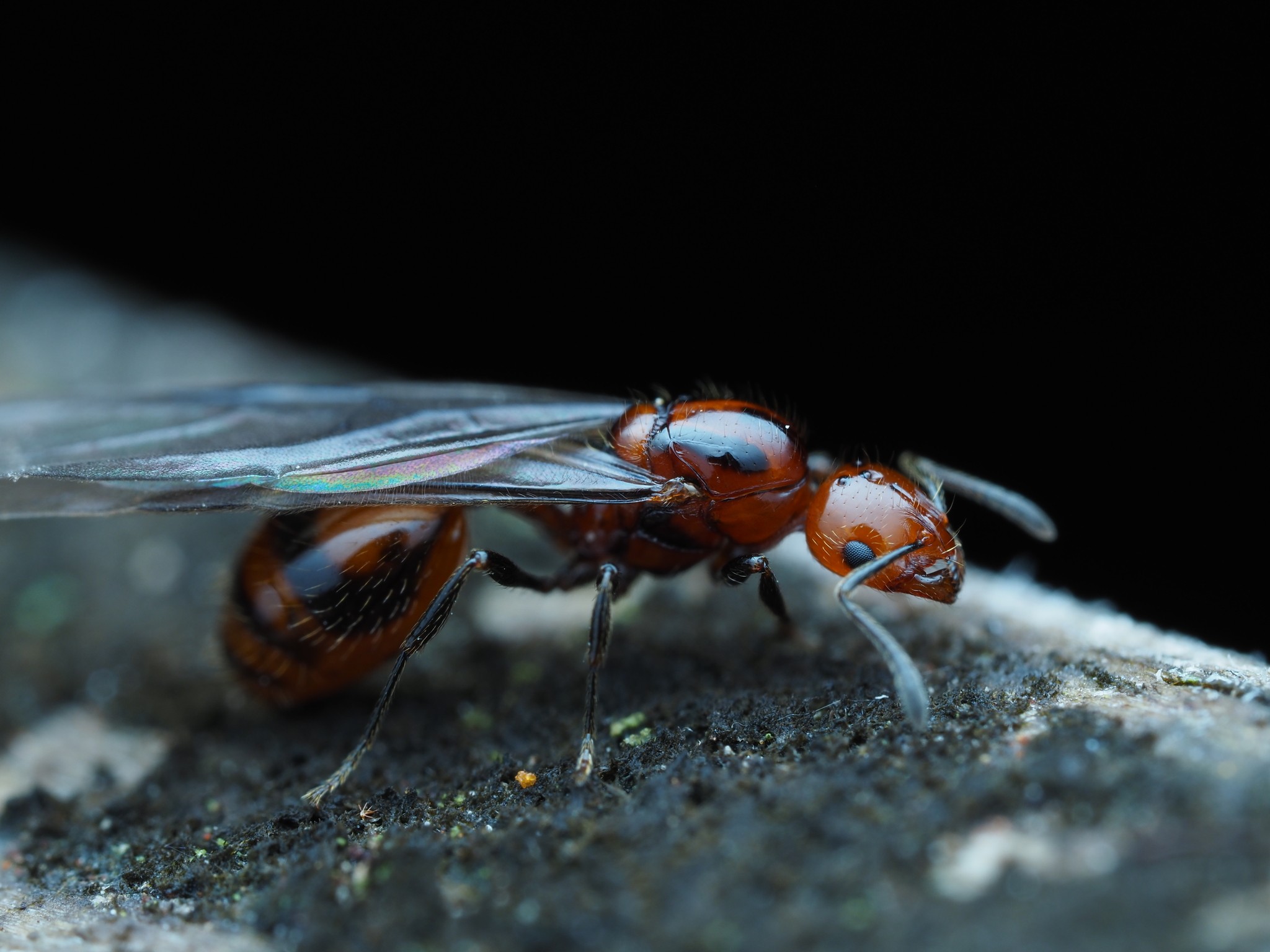 Chelaner antarcticus