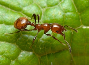 Chelaner antarcticus