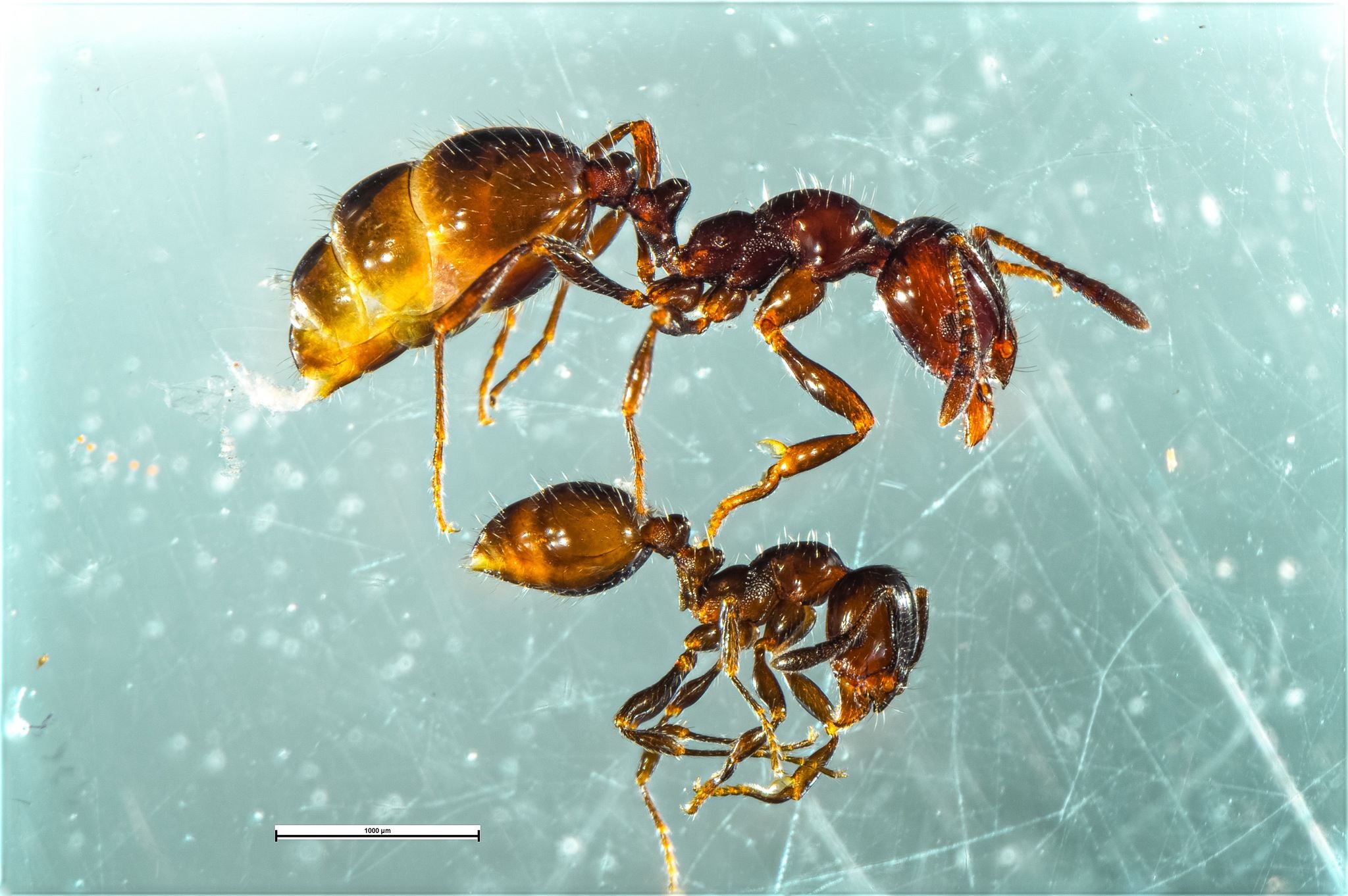 Chelaner antarcticus
