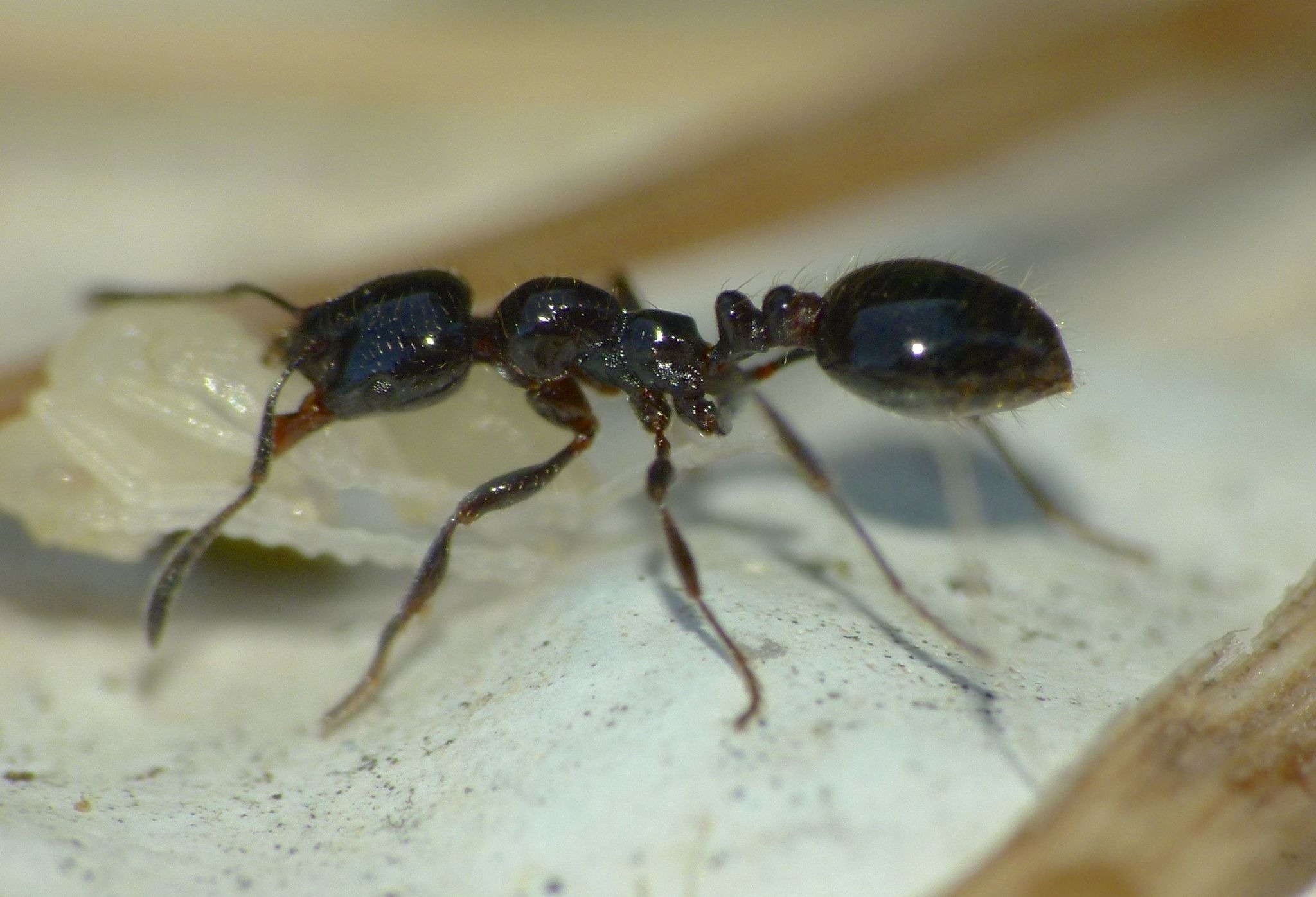 Chelaner antarcticus