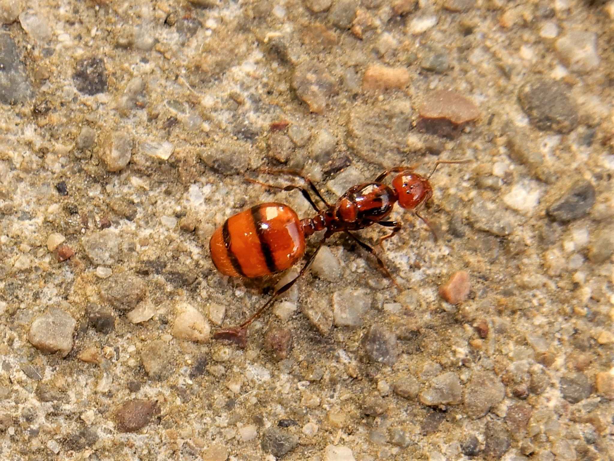 Chelaner antarcticus