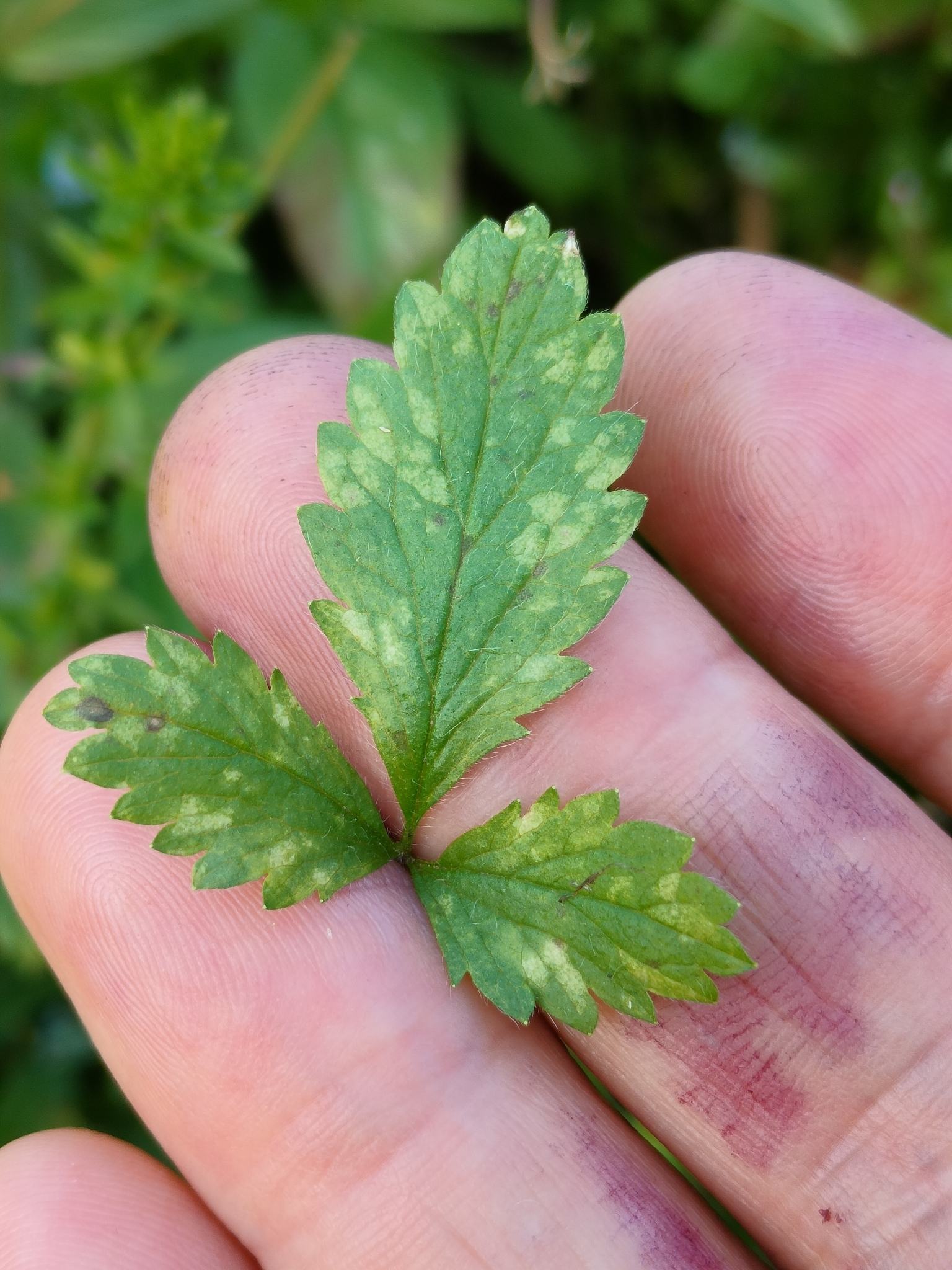 Peronospora potentillae