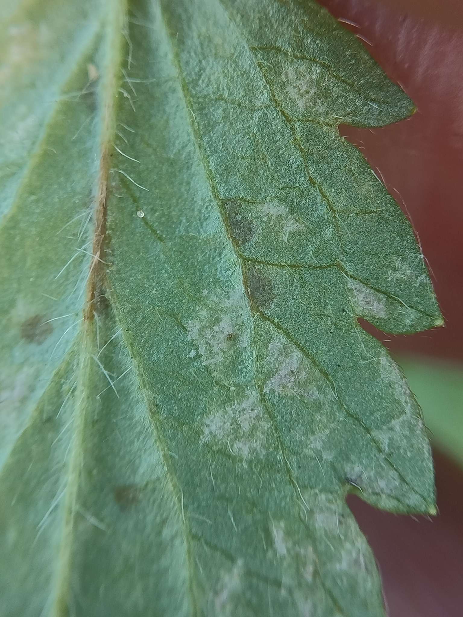 Peronospora potentillae