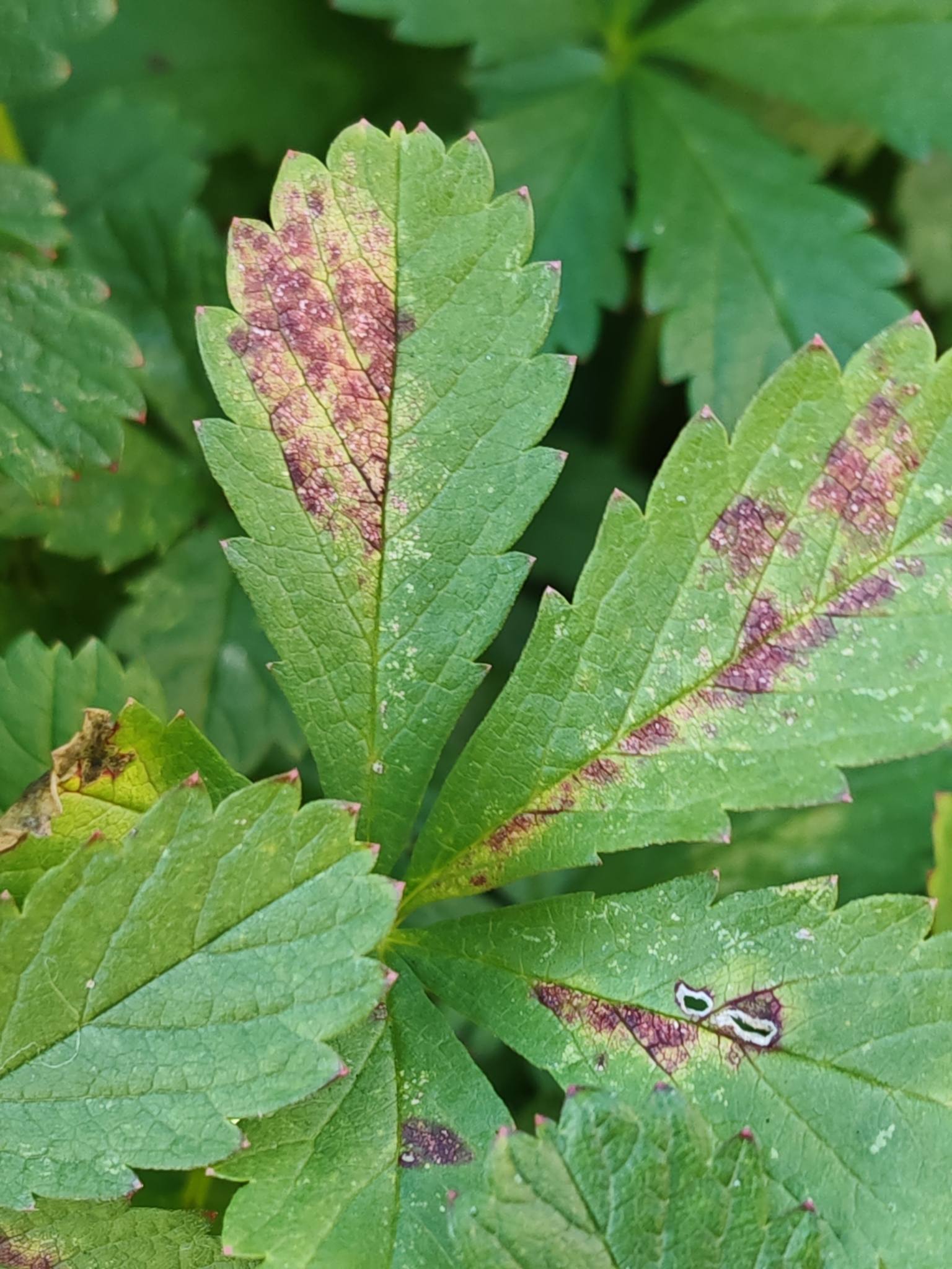 Peronospora potentillae