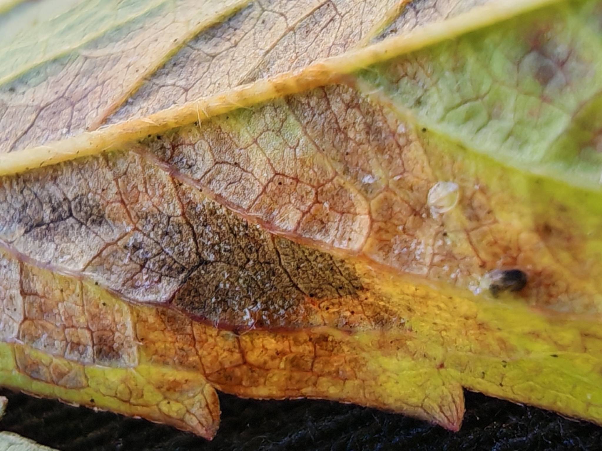 Peronospora potentillae