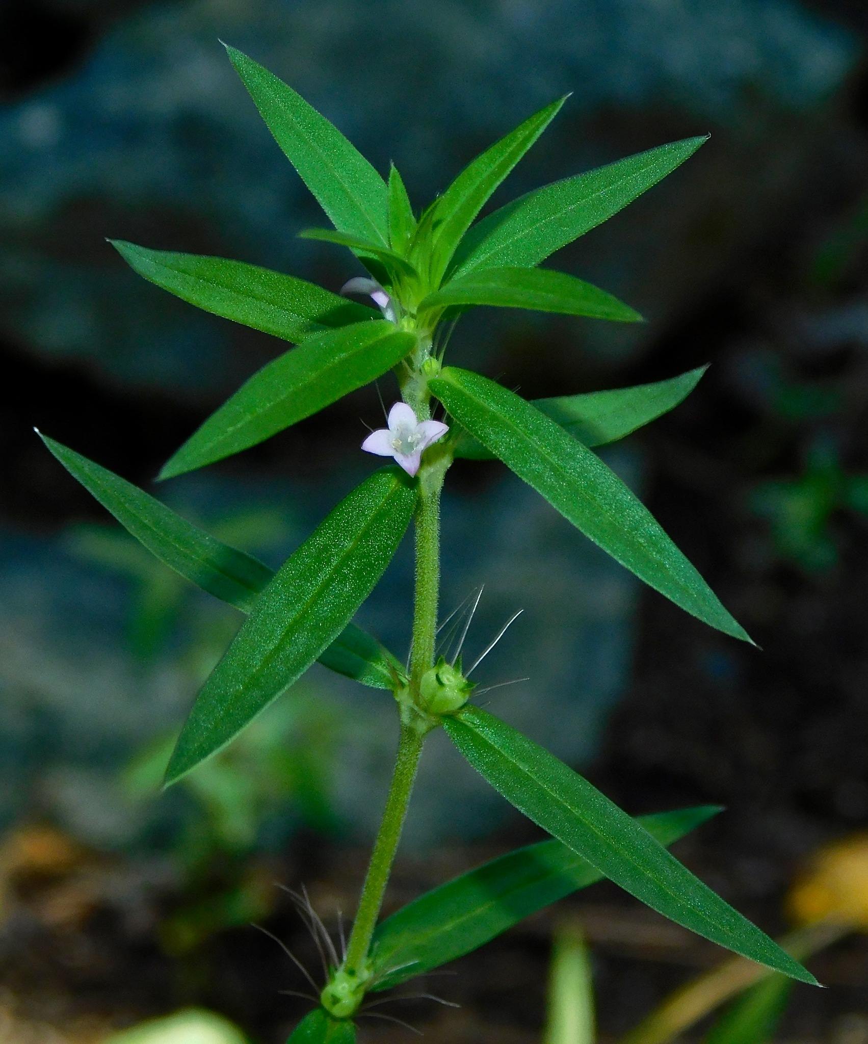 Hexasepalum teres