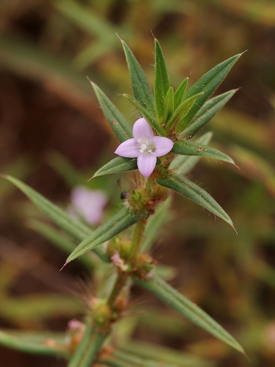 Hexasepalum teres