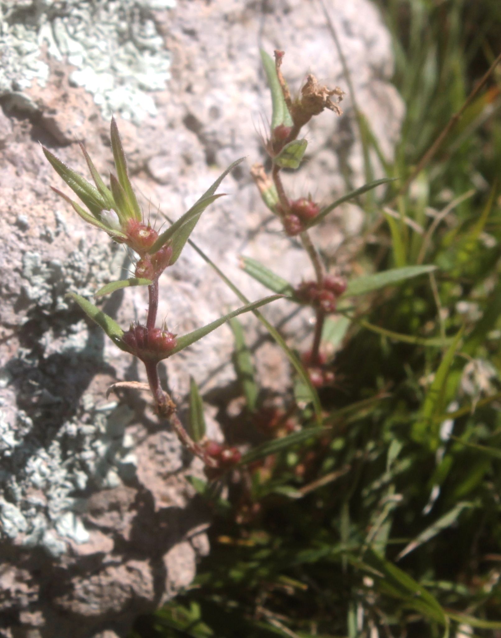 Hexasepalum teres