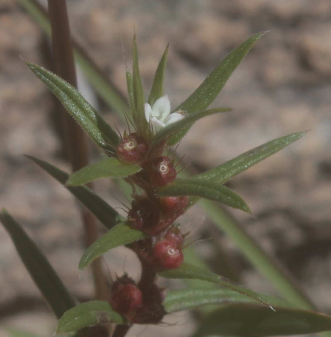 Hexasepalum teres
