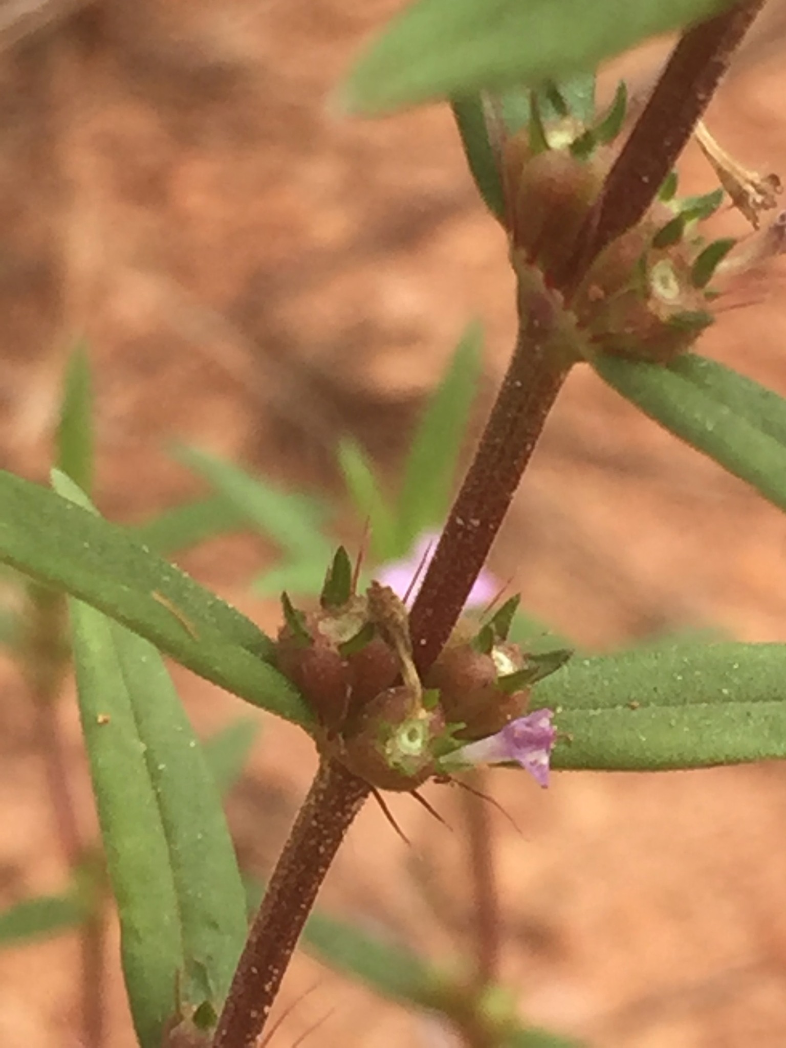 Hexasepalum teres