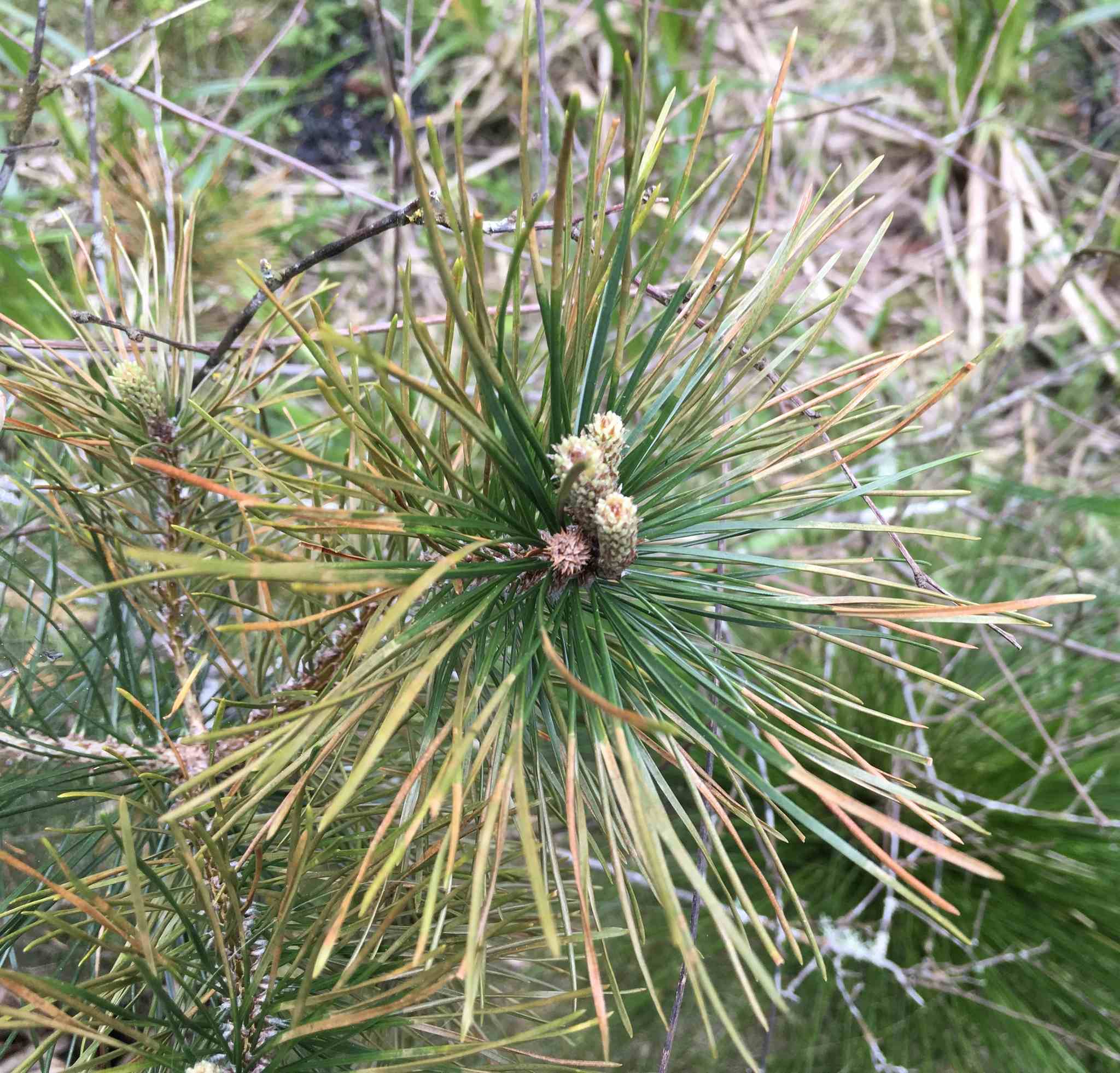 Dothistroma septosporum