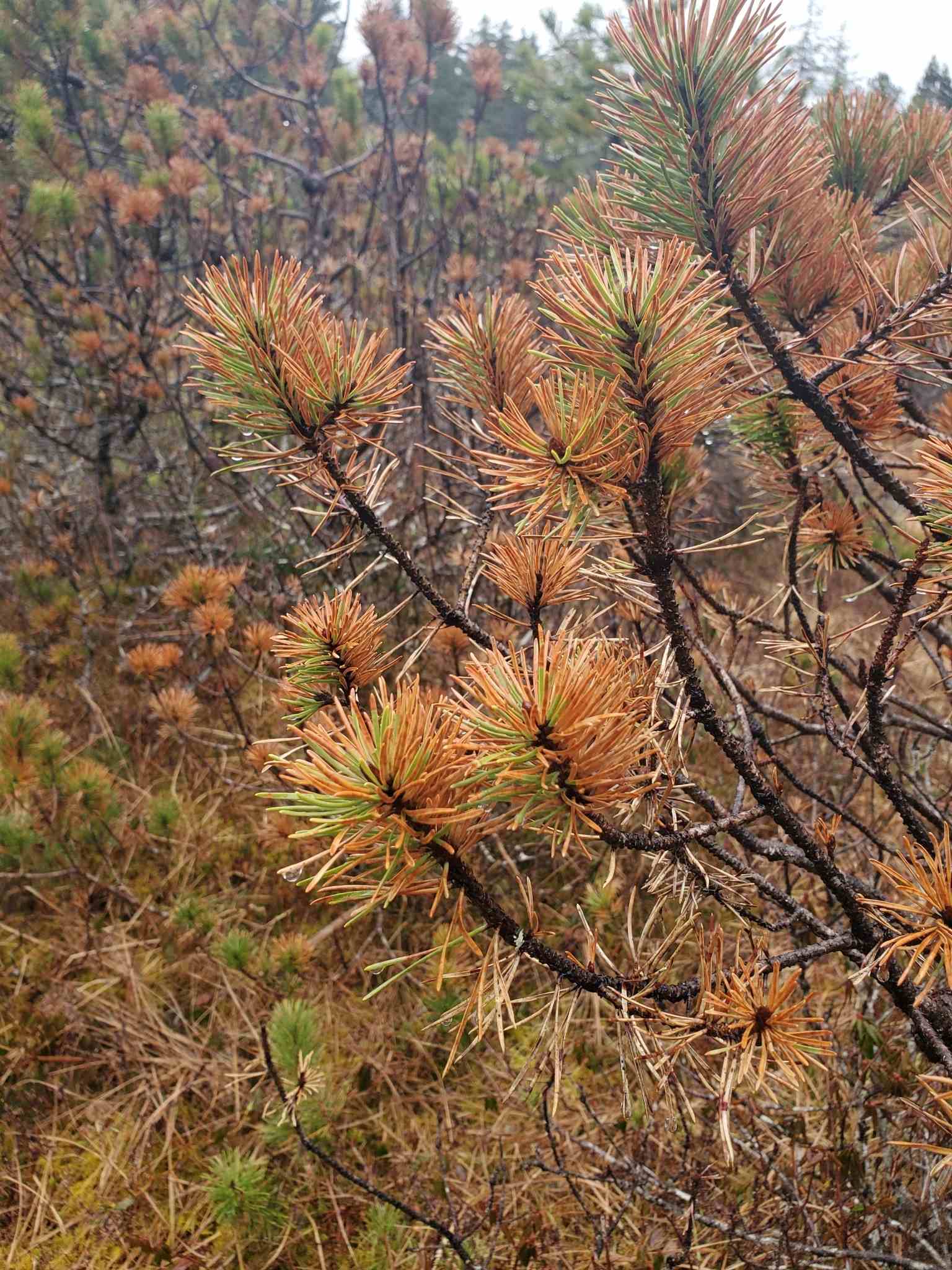 Dothistroma septosporum