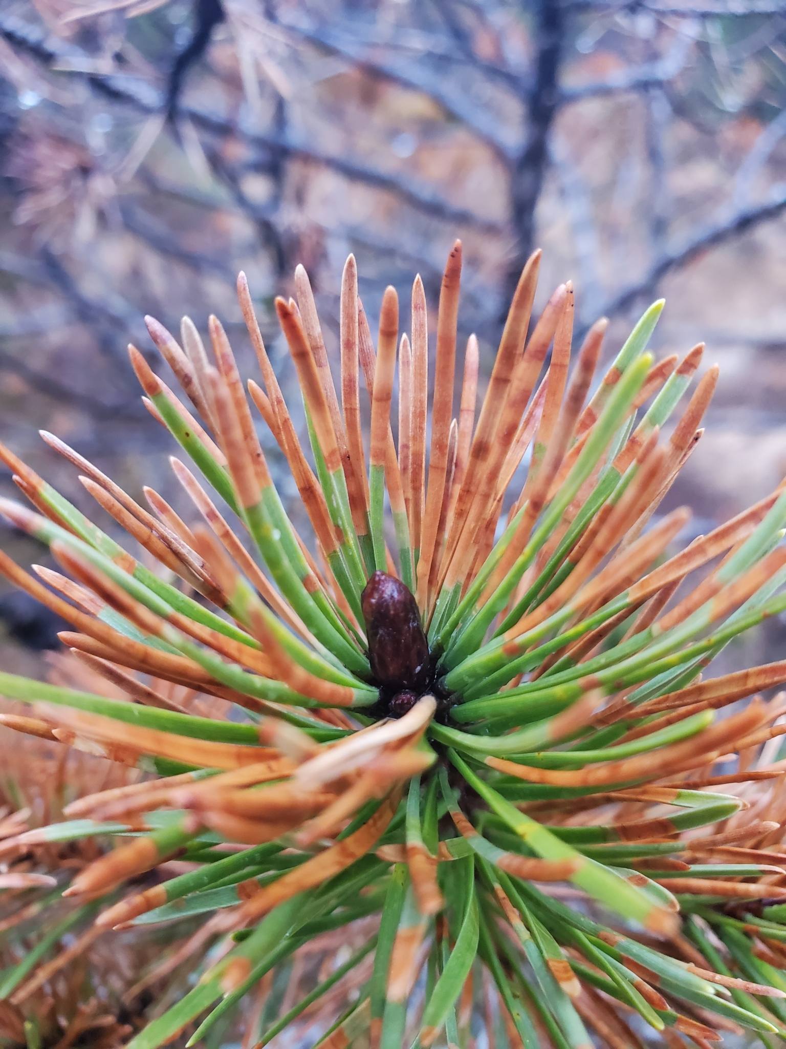 Dothistroma septosporum