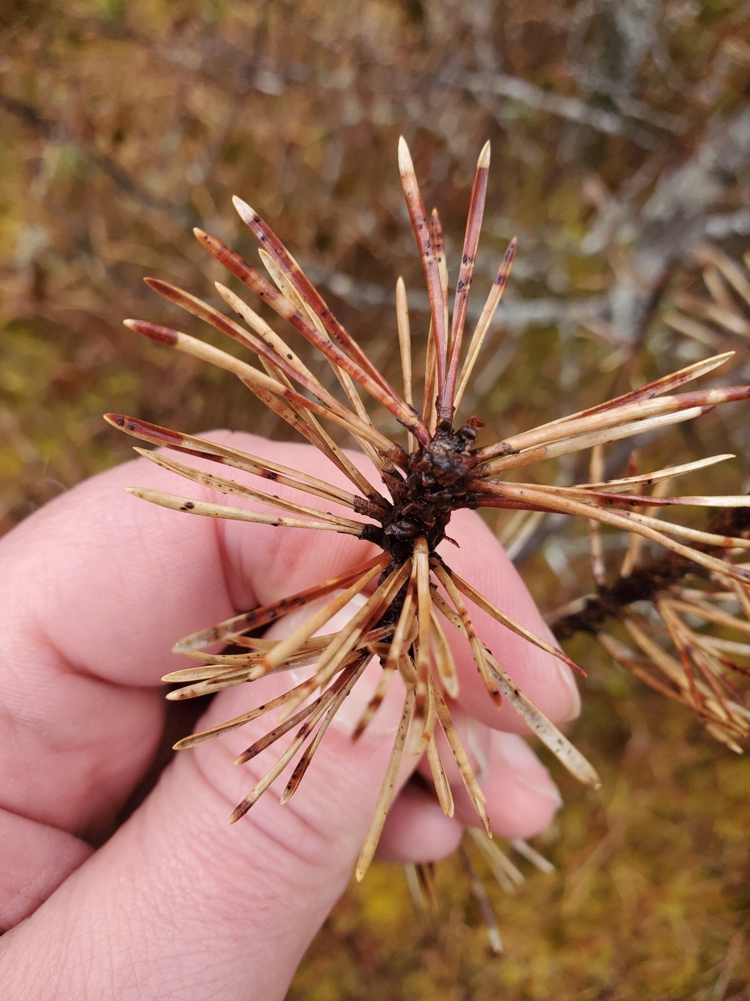 Dothistroma septosporum