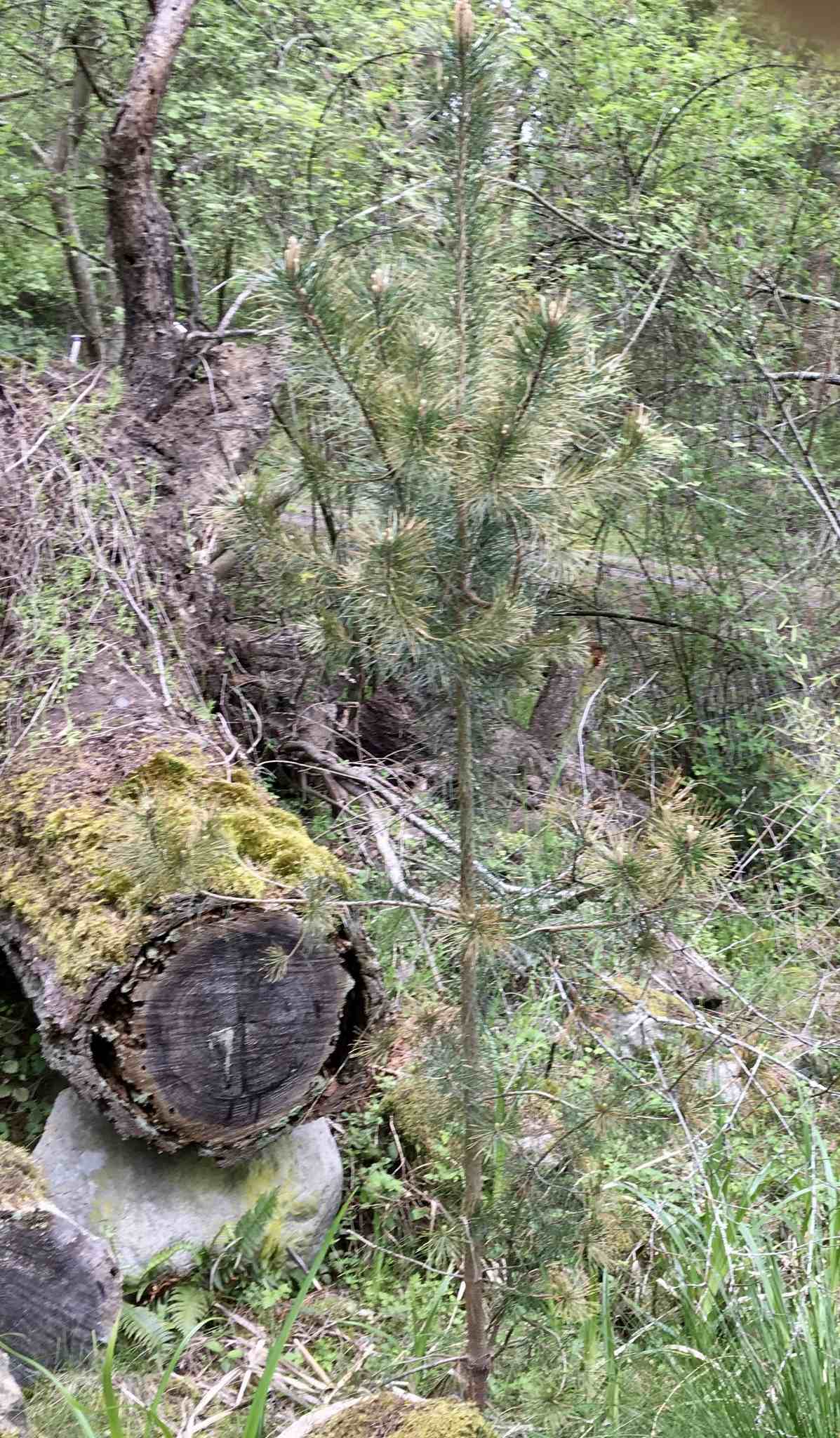 Dothistroma septosporum