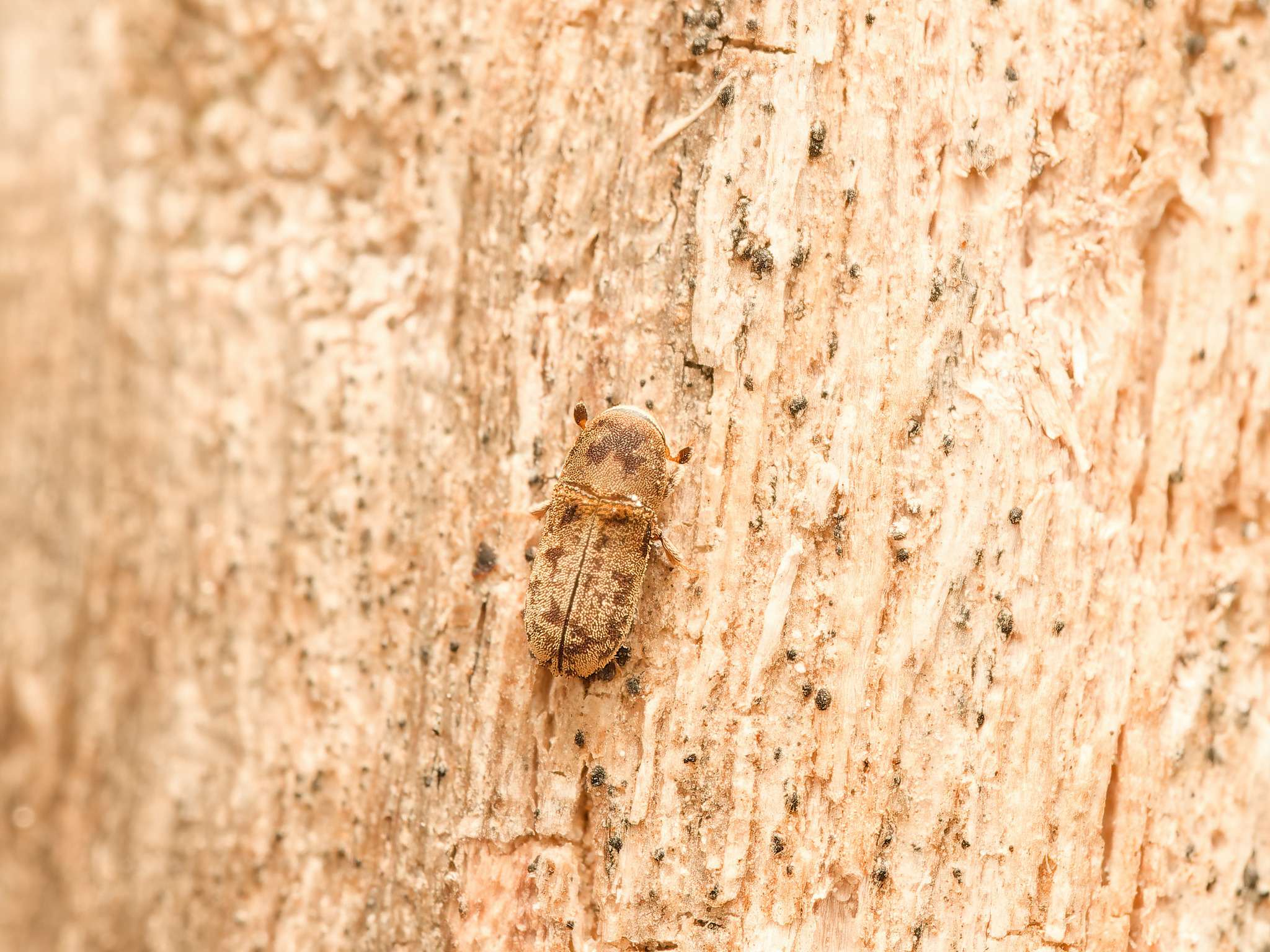 Carphoborus