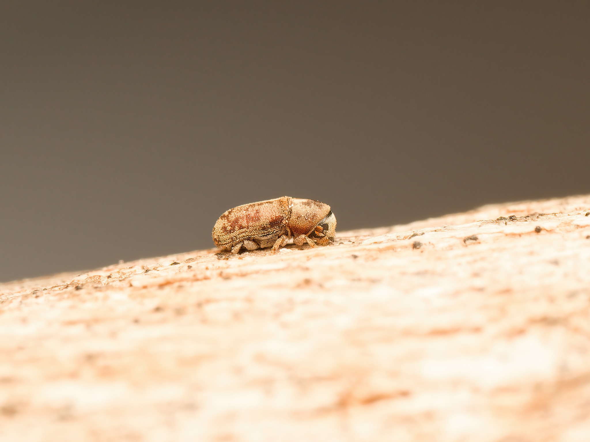 Carphoborus