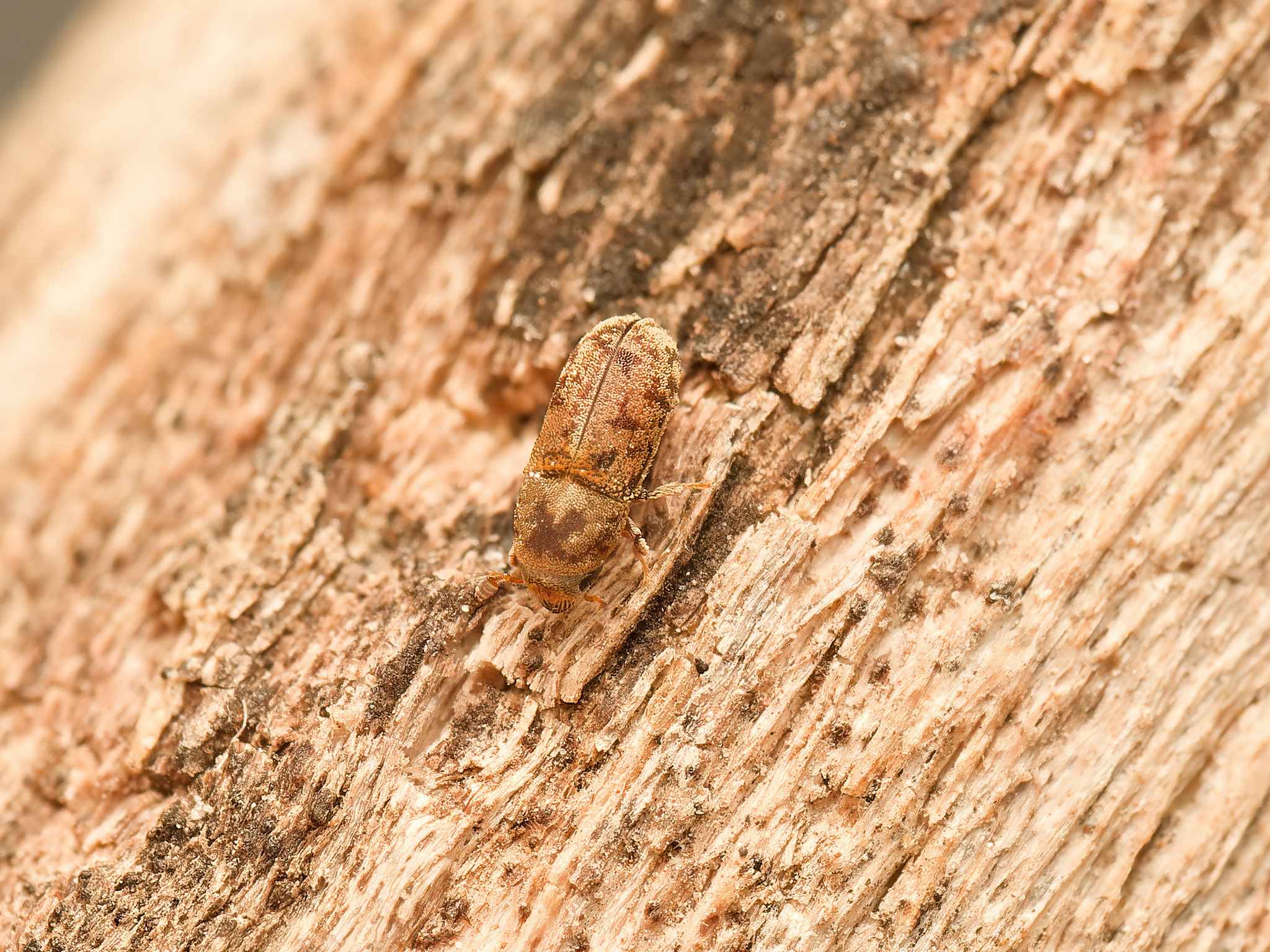 Carphoborus