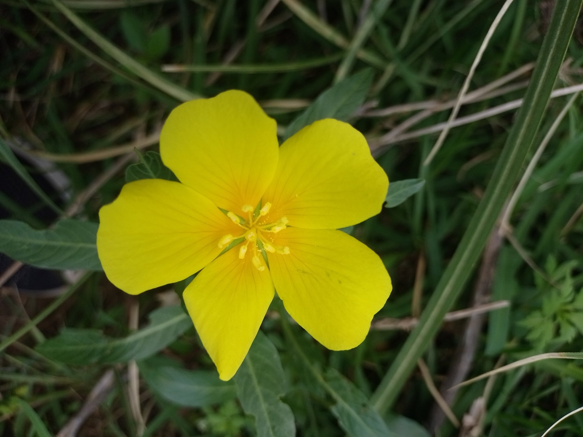 Ludwigia grandiflora