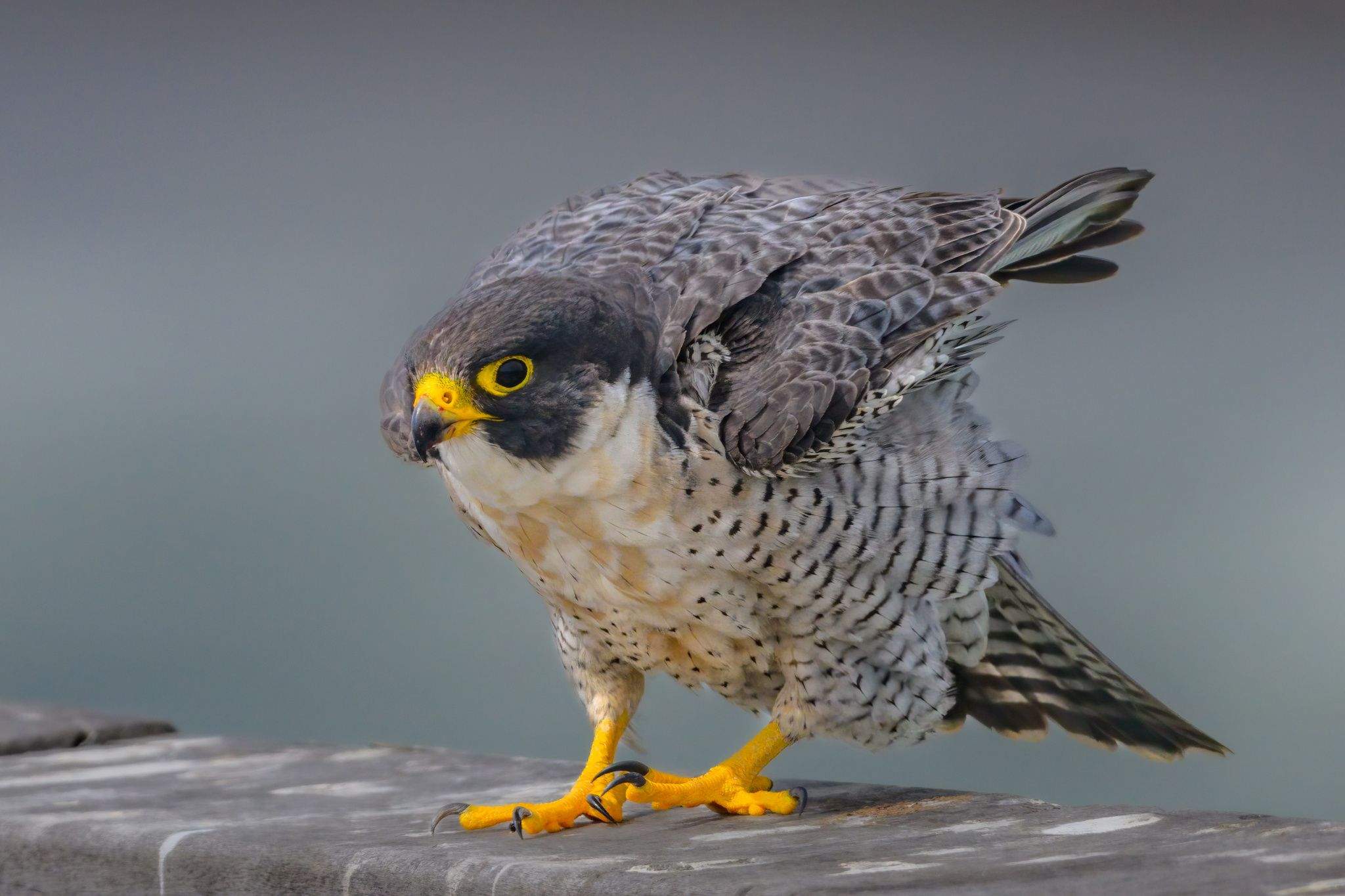 Peregrinus