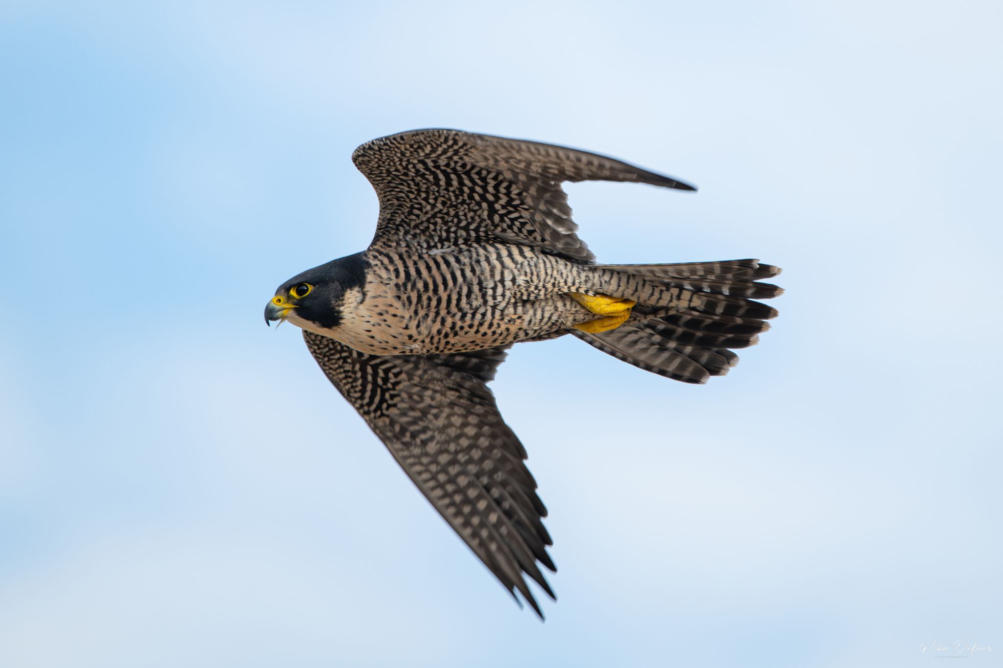 Peregrinus