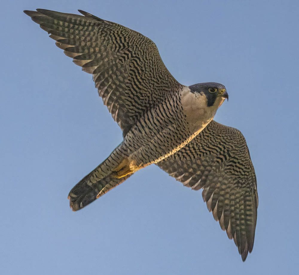 Peregrinus