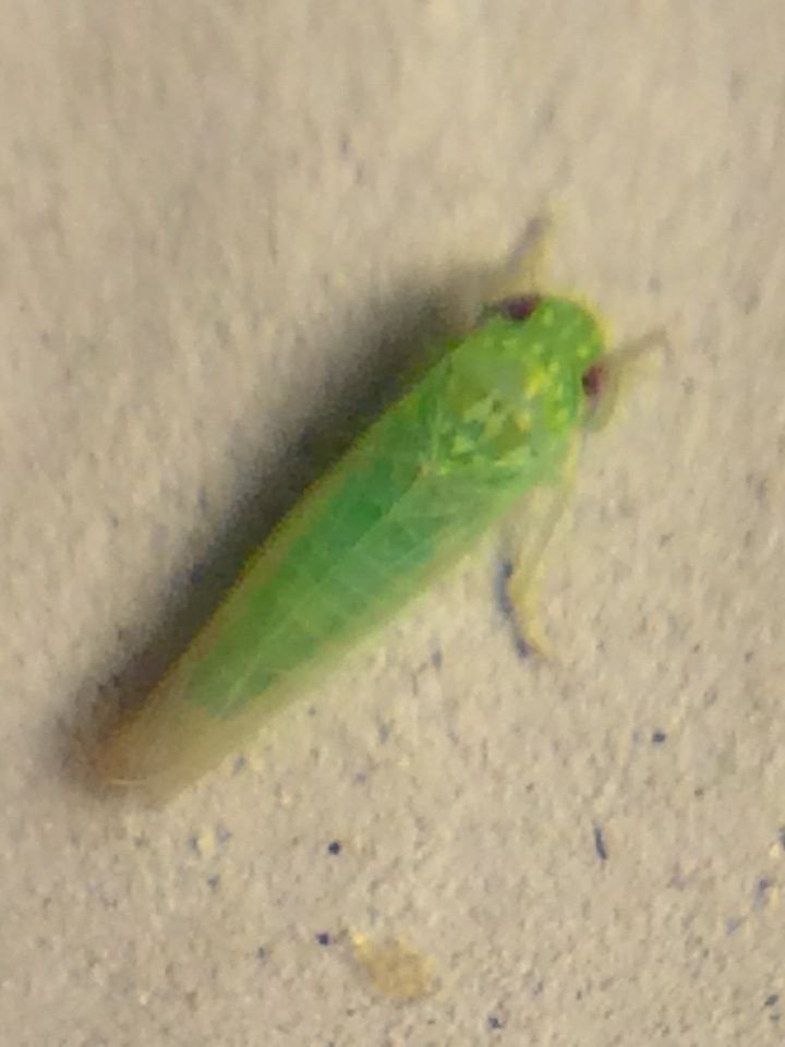 Empoasca flavescens