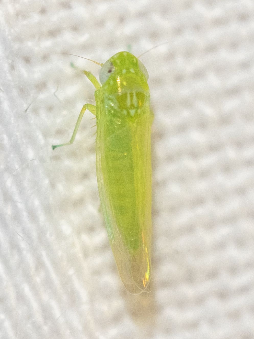 Empoasca flavescens