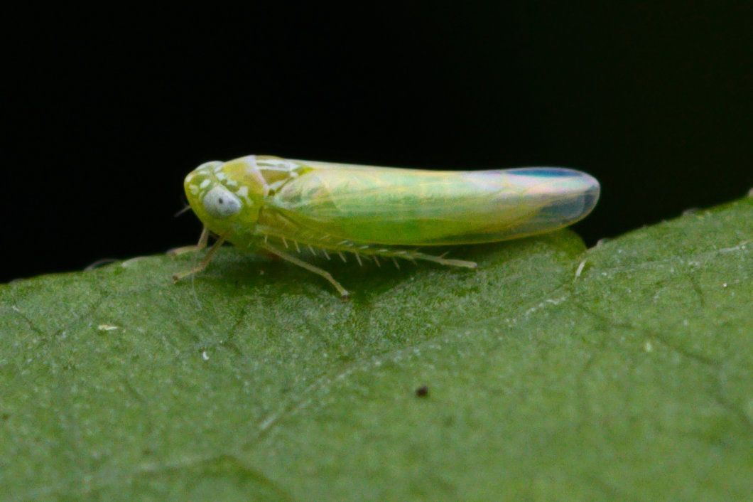 Empoasca flavescens