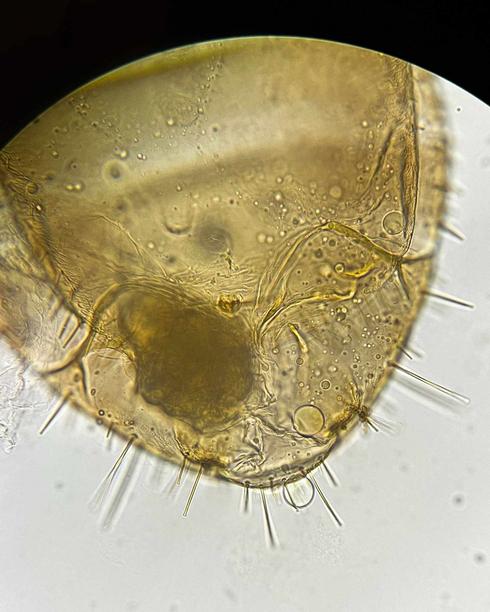 Liposcelis corrodens
