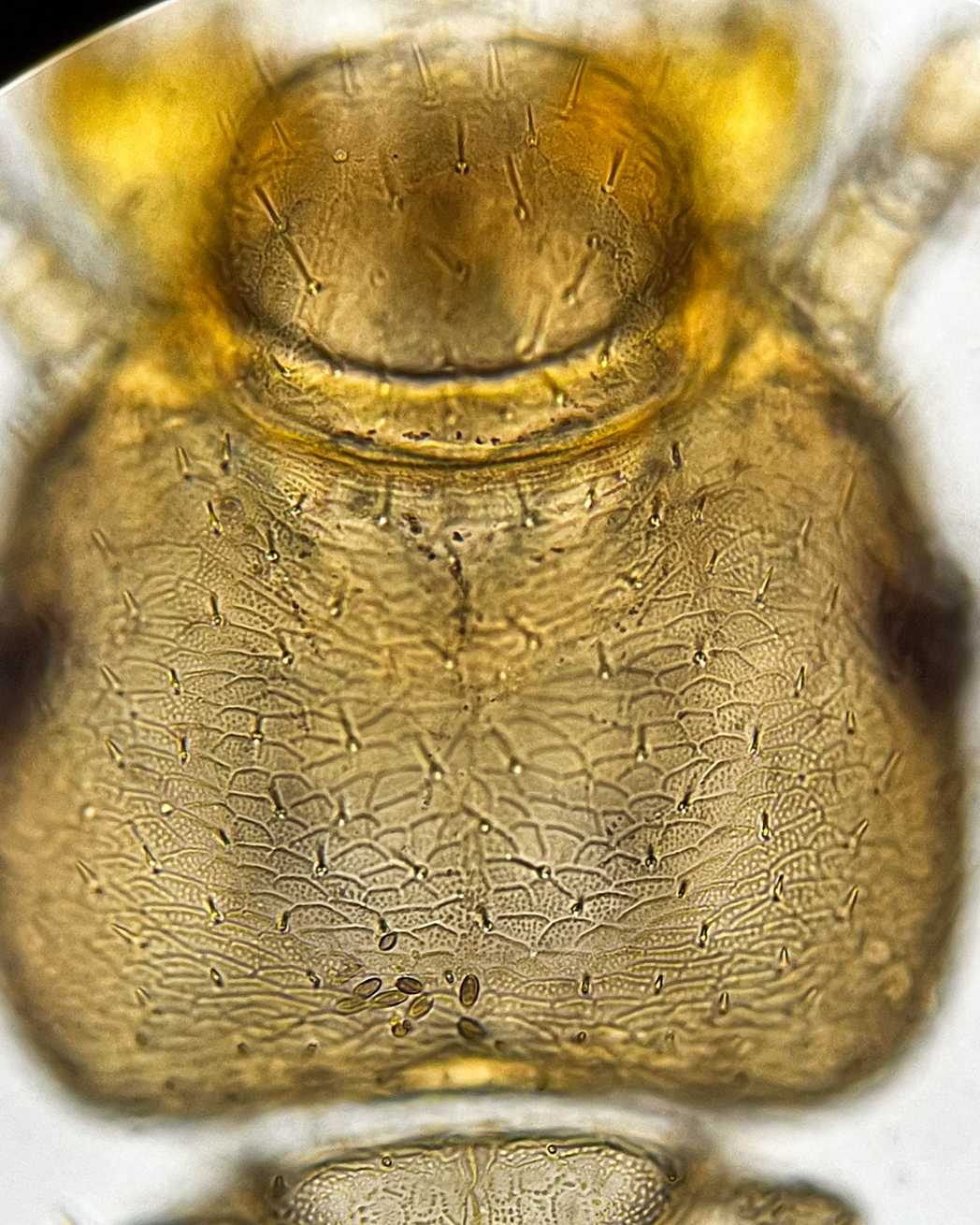 Liposcelis corrodens