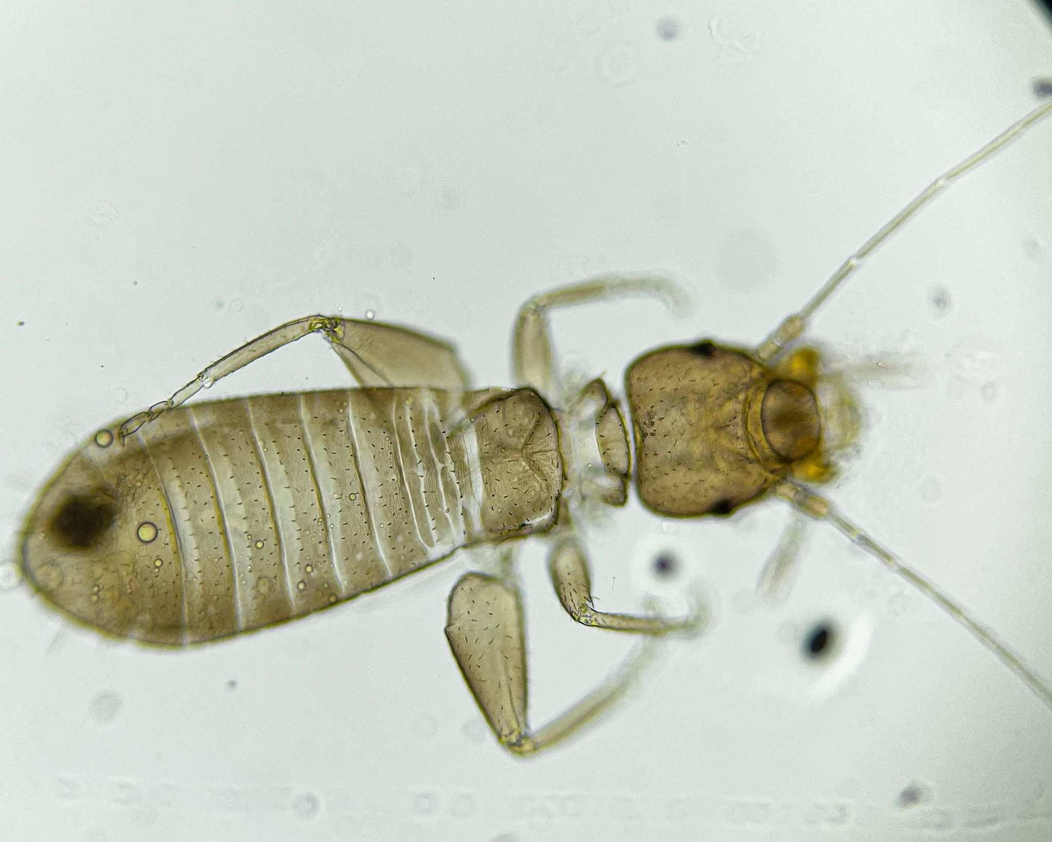 Liposcelis corrodens