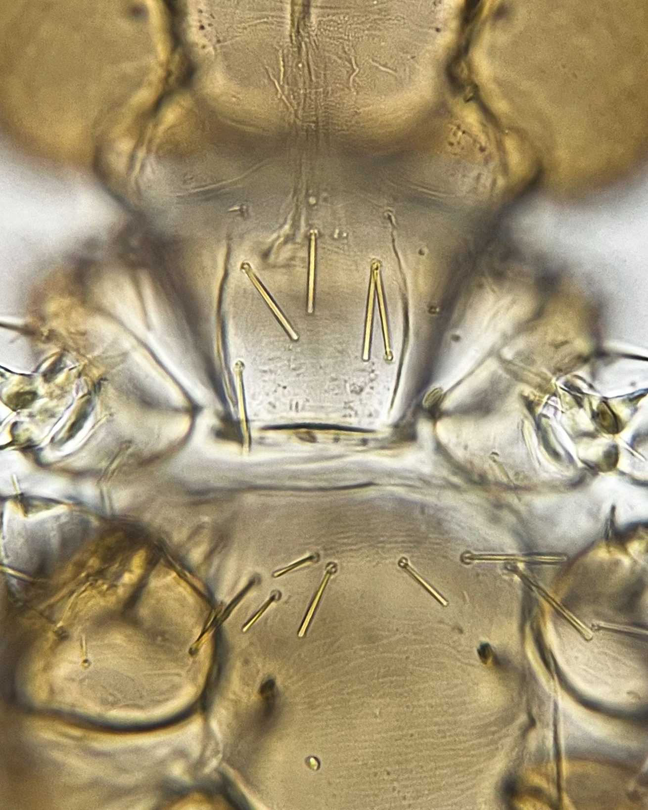 Liposcelis corrodens