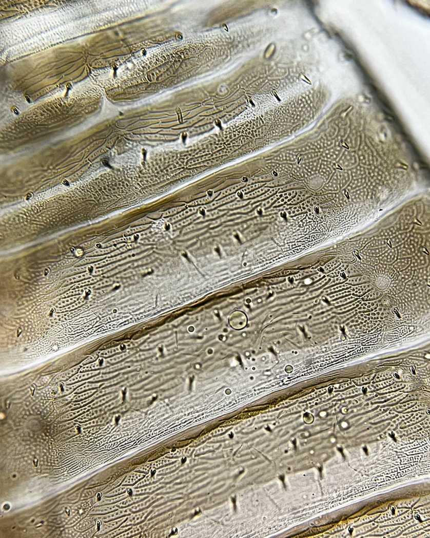 Liposcelis corrodens