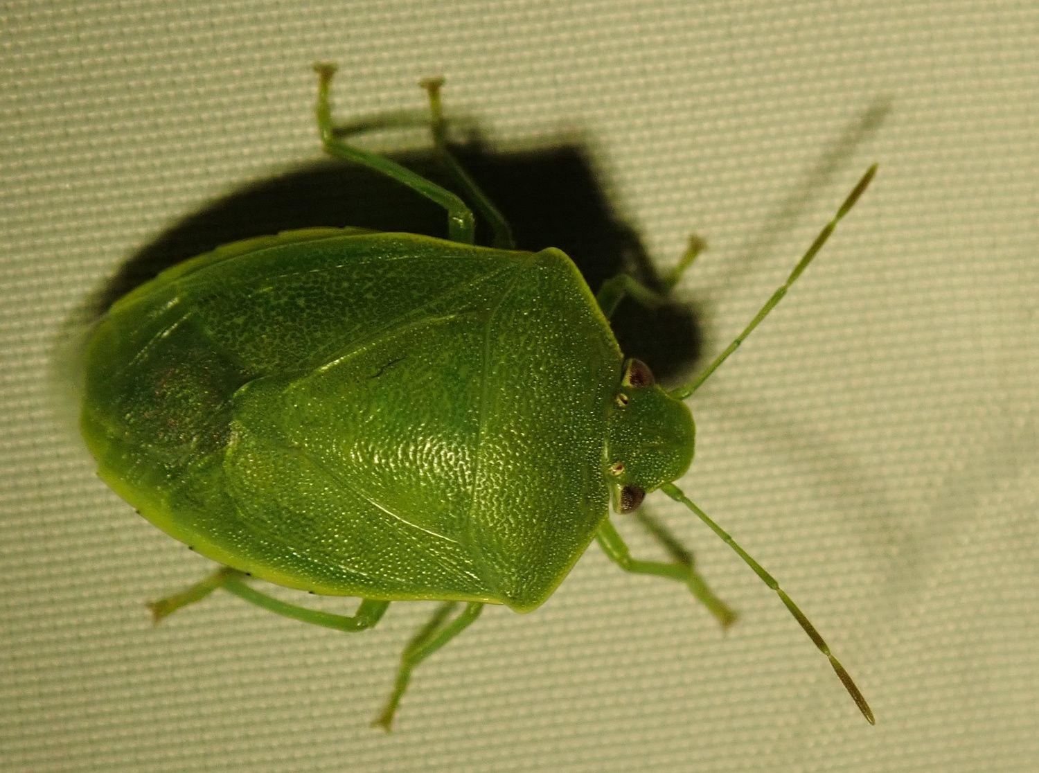 Acrosternum millierei