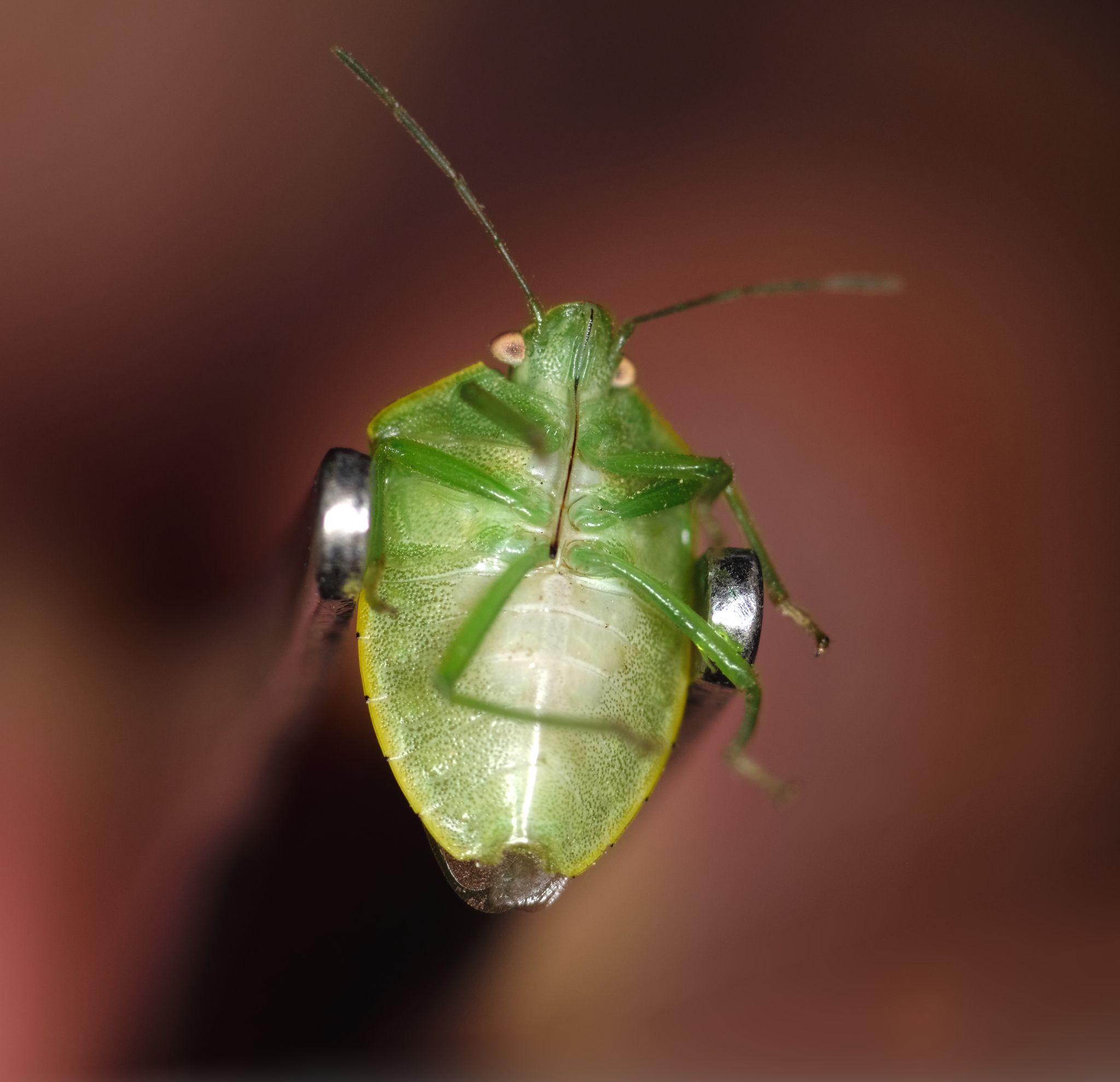 Acrosternum millierei