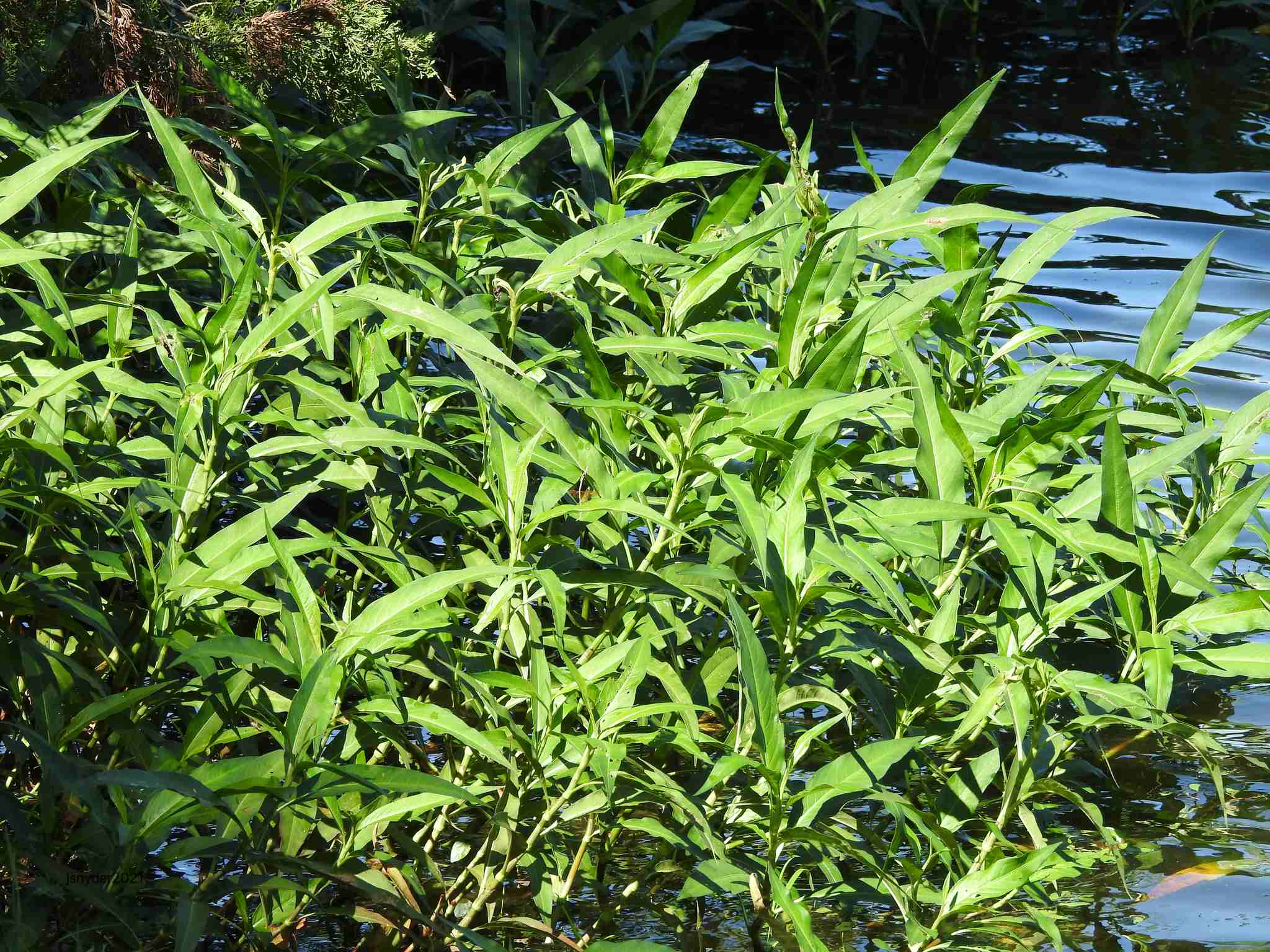 Persicaria barbata