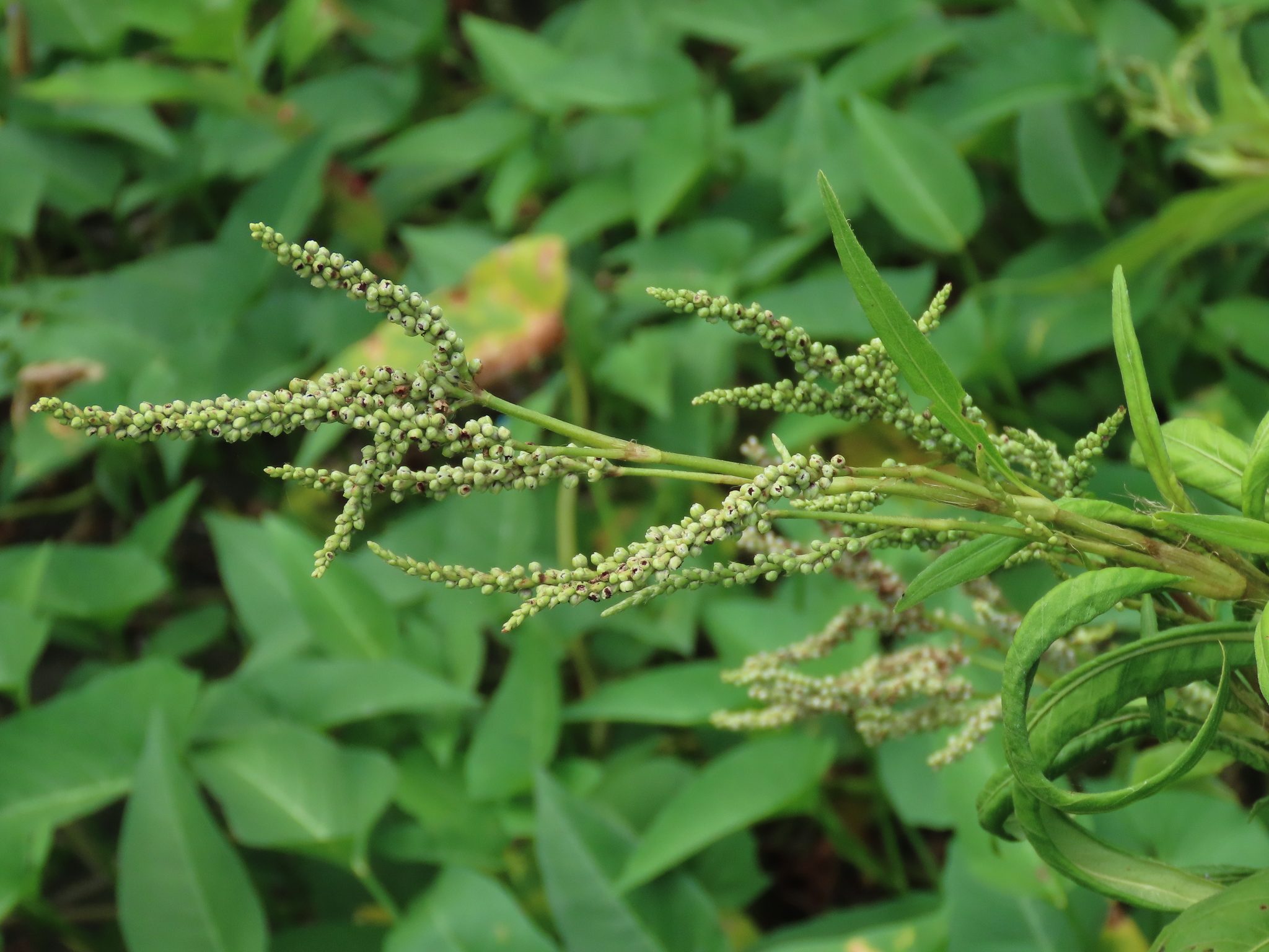 Persicaria barbata
