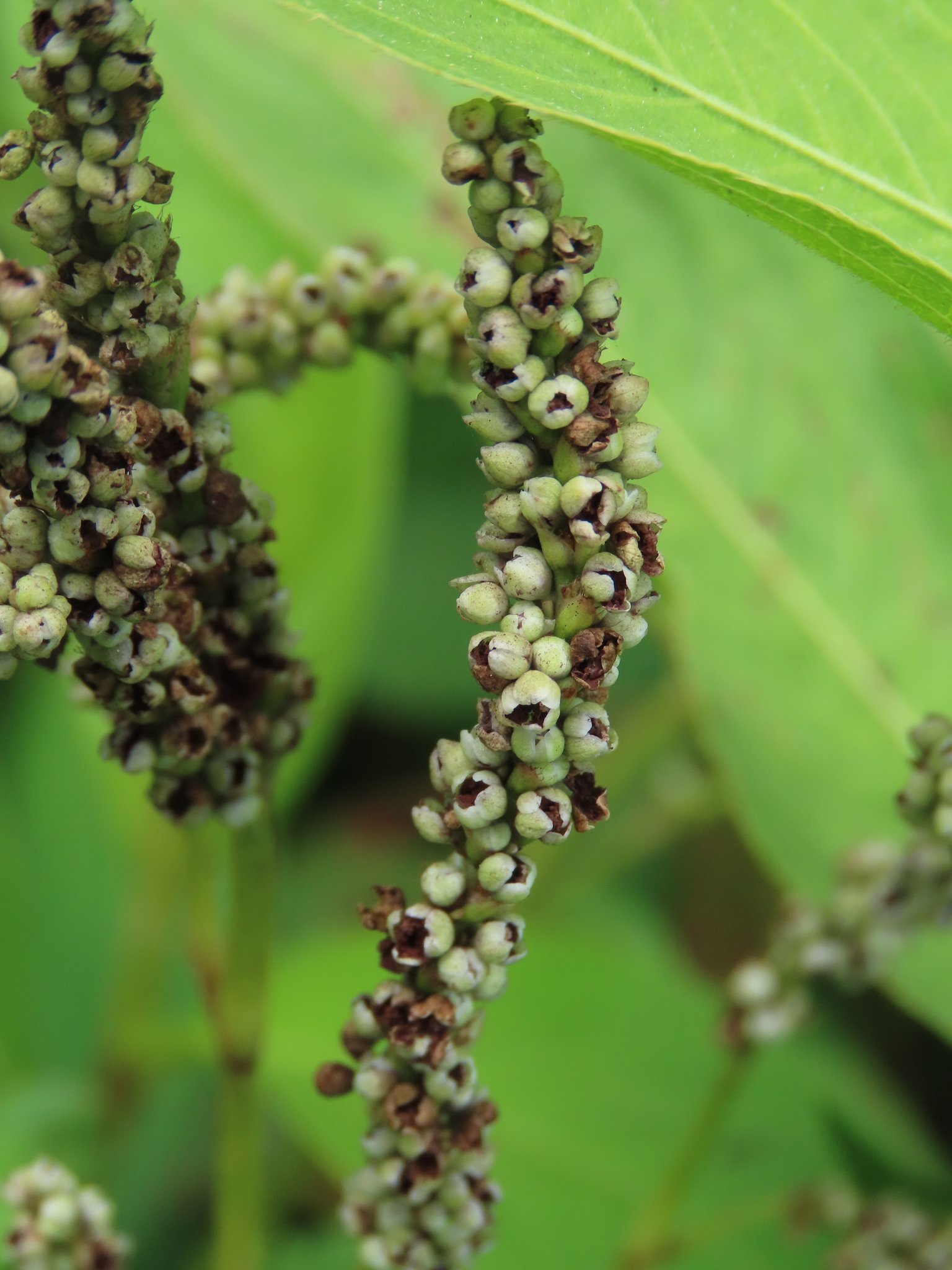 Persicaria barbata