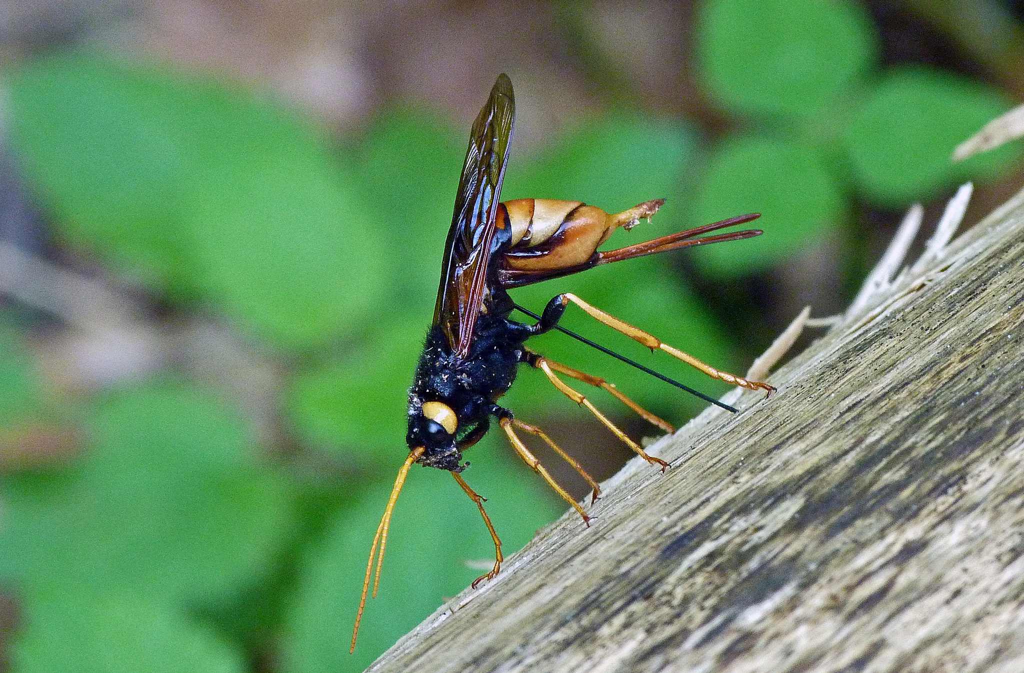 Urocerus