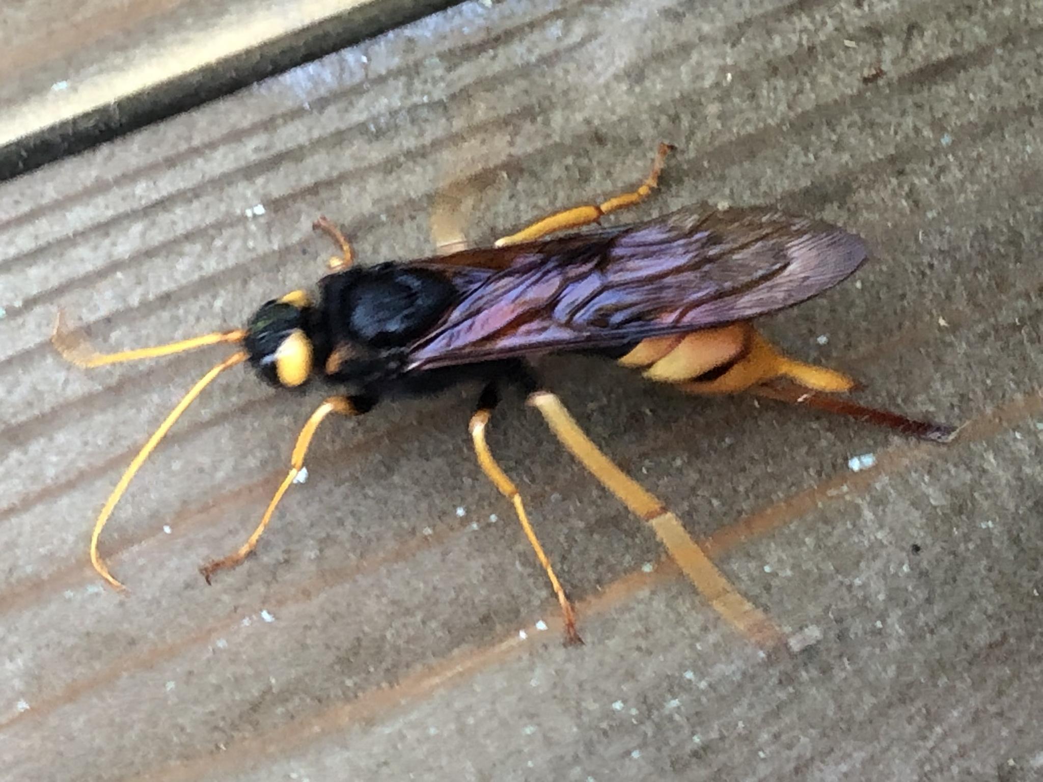 Urocerus