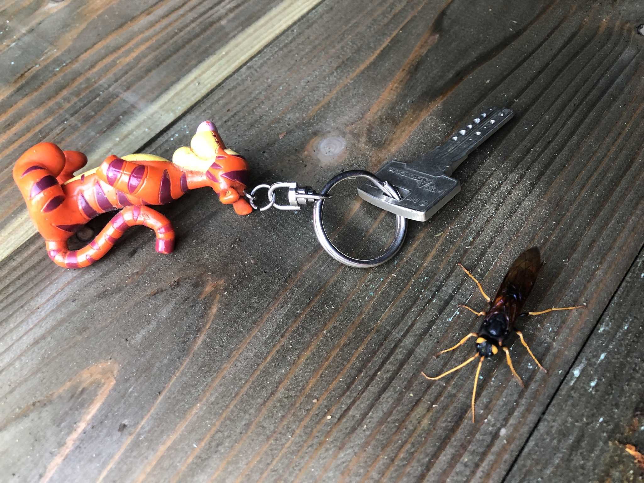 Urocerus