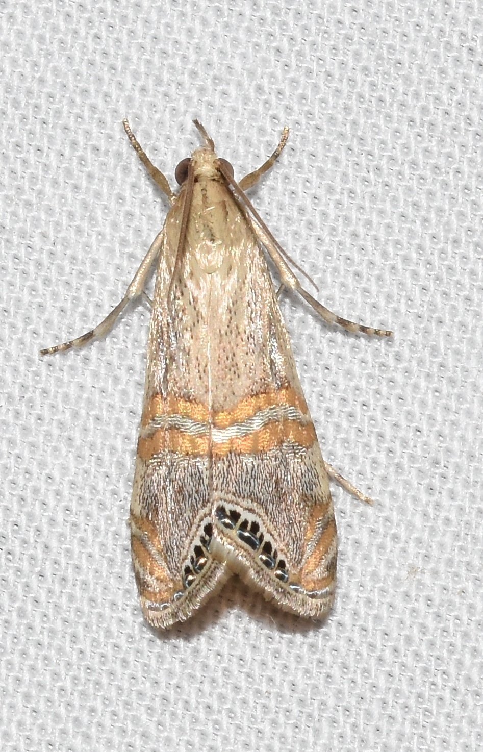 Euchromius