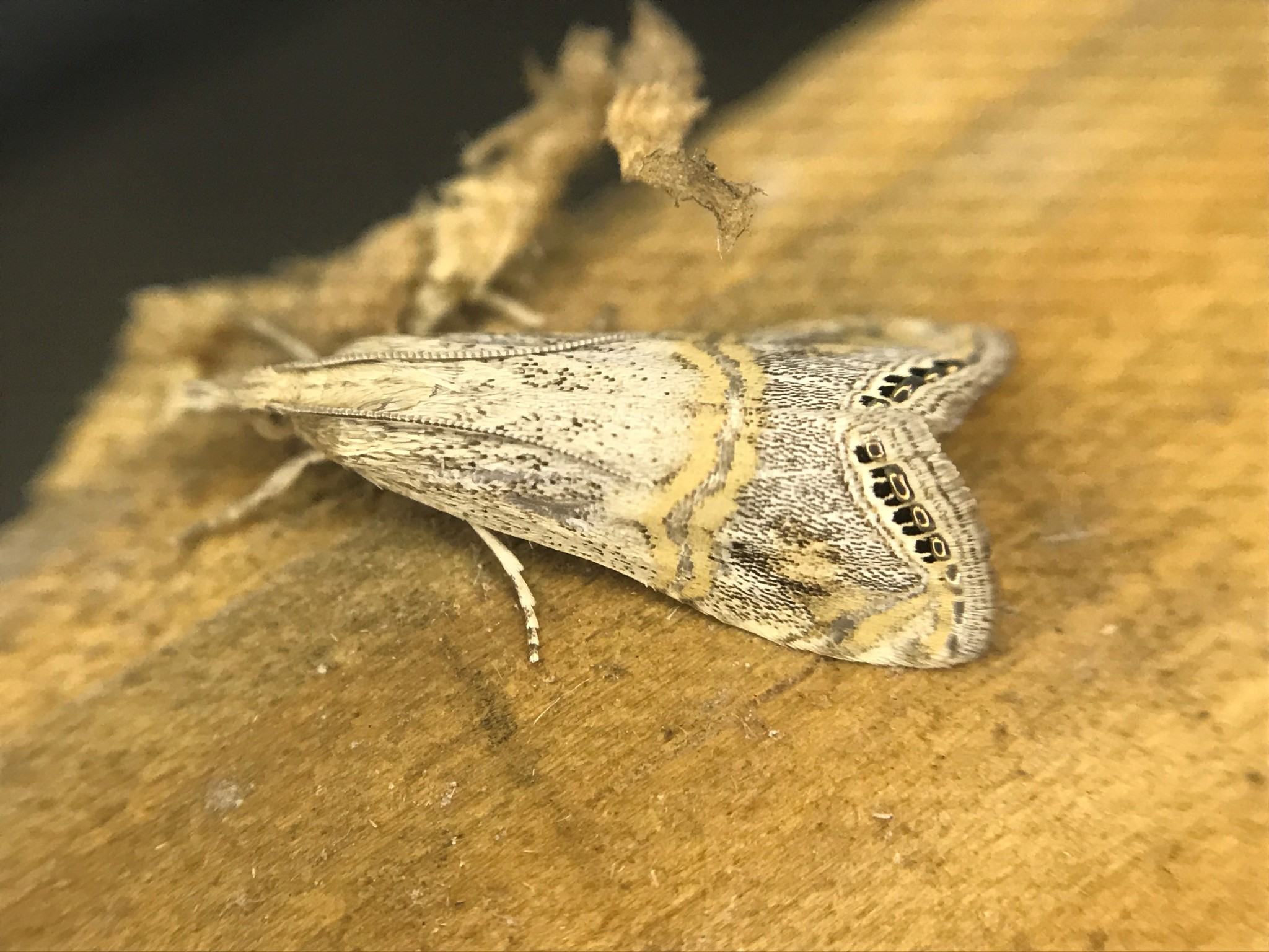 Euchromius