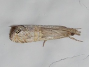 Euchromius