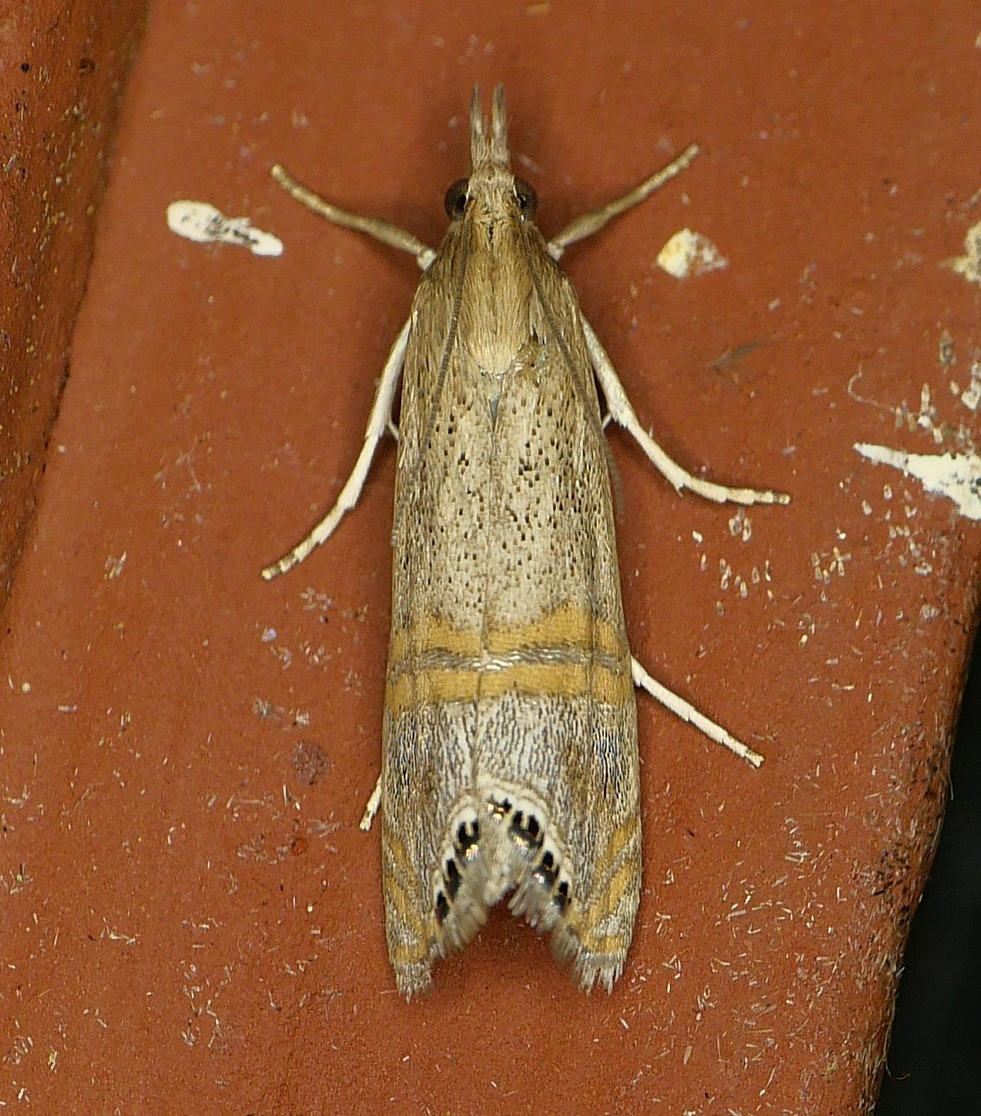 Euchromius