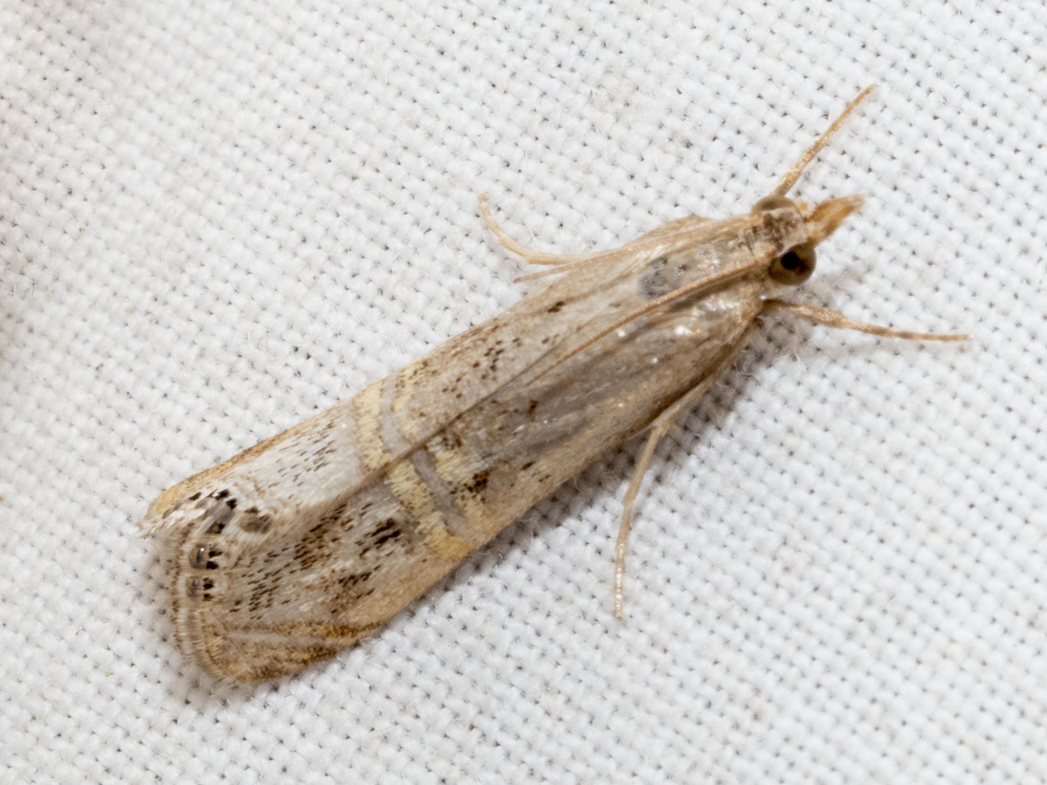 Euchromius