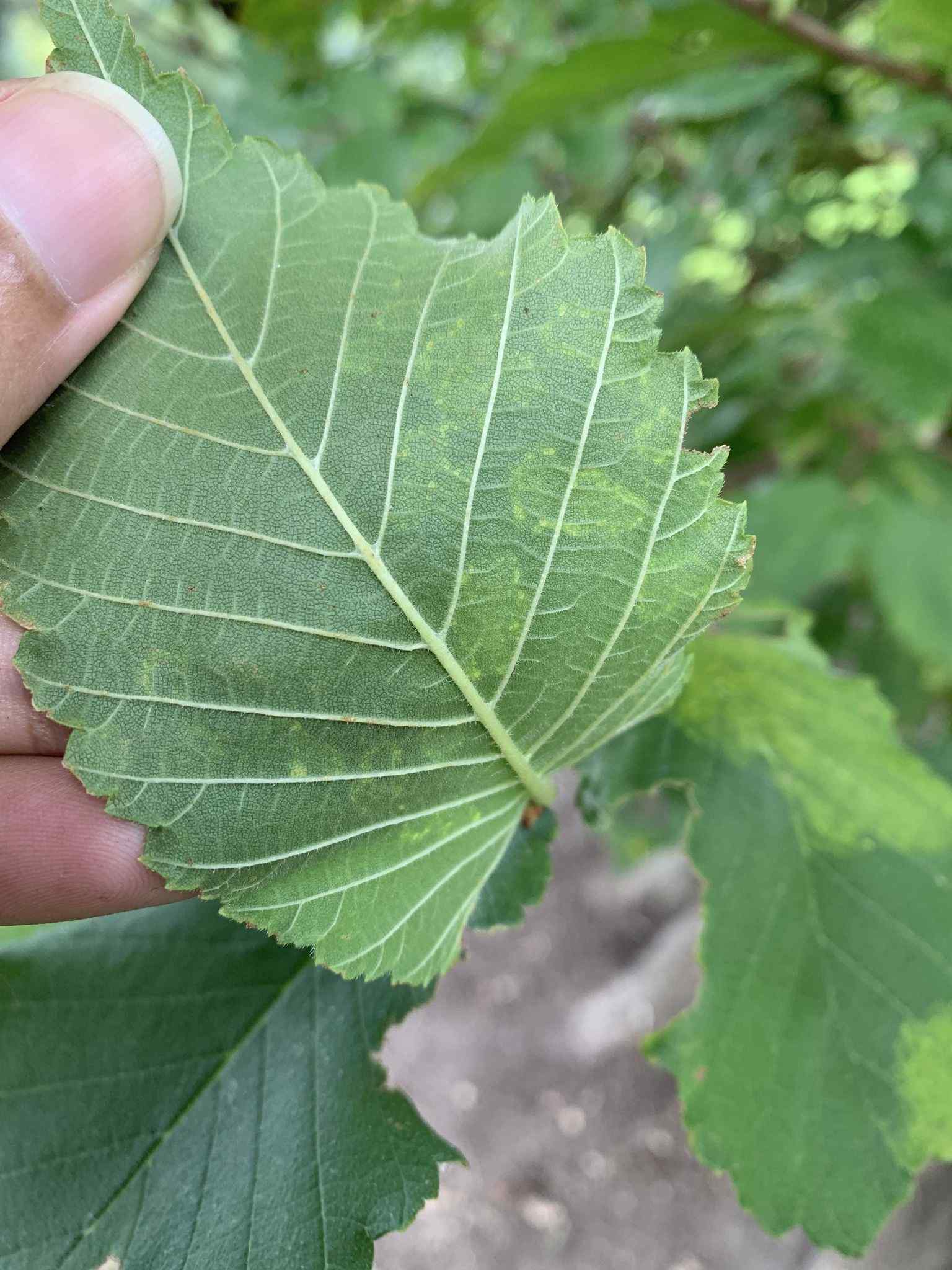 Elm mottle virus